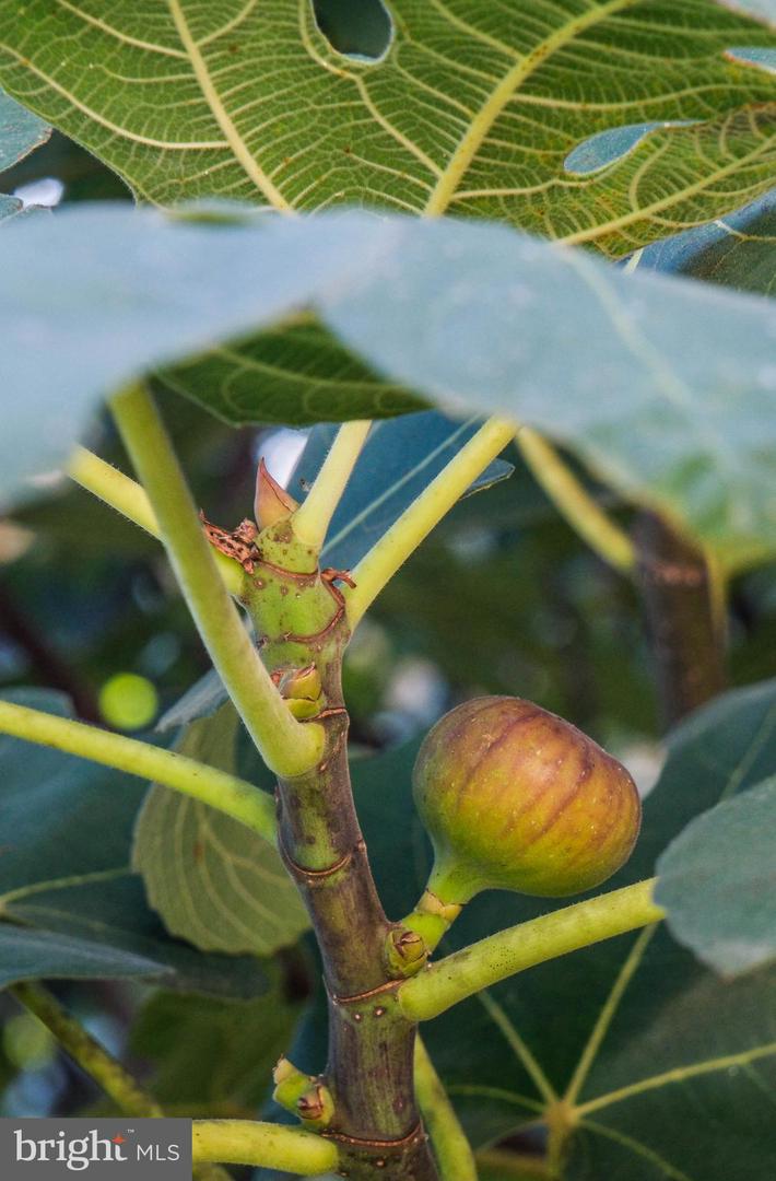 1421 PICKETT CT, FRONT ROYAL, Virginia 22630, 5 Bedrooms Bedrooms, ,3 BathroomsBathrooms,Residential,For sale,1421 PICKETT CT,VAWR2012668 MLS # VAWR2012668 1421 PICKETT CT, FRONT ROYAL, Virginia 22630, 5 Bedrooms Bedrooms, ,3 BathroomsBathrooms,Residential,For sale,1421 PICKETT CT,VAWR2012668 MLS # VAWR2012668