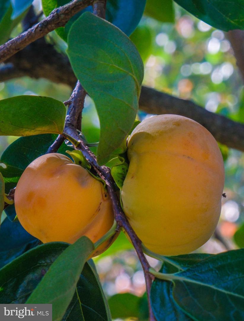 1421 PICKETT CT, FRONT ROYAL, Virginia 22630, 5 Bedrooms Bedrooms, ,3 BathroomsBathrooms,Residential,For sale,1421 PICKETT CT,VAWR2012668 MLS # VAWR2012668 1421 PICKETT CT, FRONT ROYAL, Virginia 22630, 5 Bedrooms Bedrooms, ,3 BathroomsBathrooms,Residential,For sale,1421 PICKETT CT,VAWR2012668 MLS # VAWR2012668