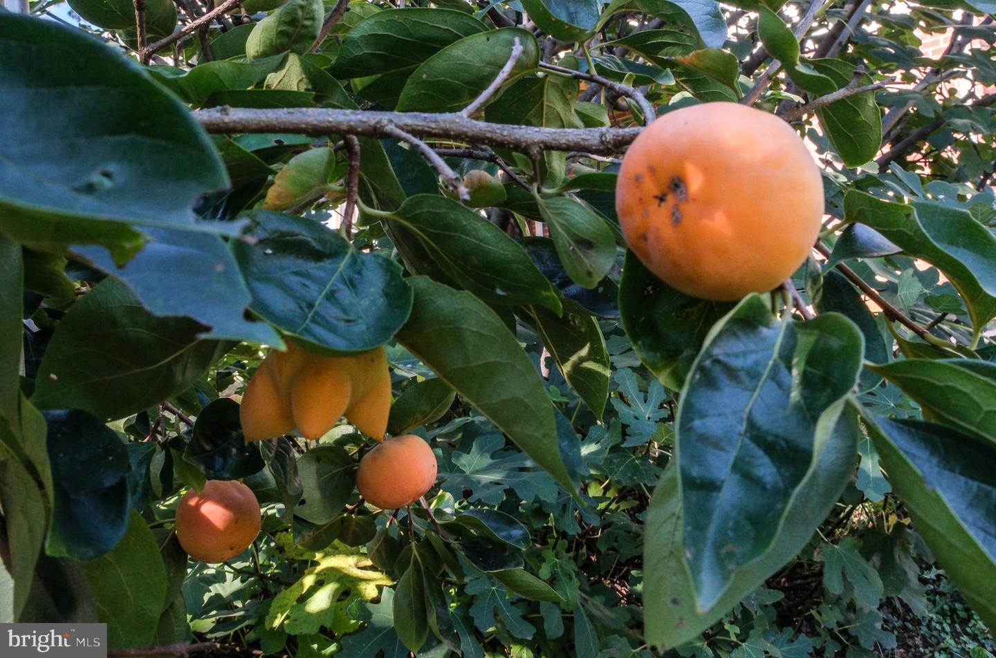 1421 PICKETT CT, FRONT ROYAL, Virginia 22630, 5 Bedrooms Bedrooms, ,3 BathroomsBathrooms,Residential,For sale,1421 PICKETT CT,VAWR2012668 MLS # VAWR2012668 1421 PICKETT CT, FRONT ROYAL, Virginia 22630, 5 Bedrooms Bedrooms, ,3 BathroomsBathrooms,Residential,For sale,1421 PICKETT CT,VAWR2012668 MLS # VAWR2012668