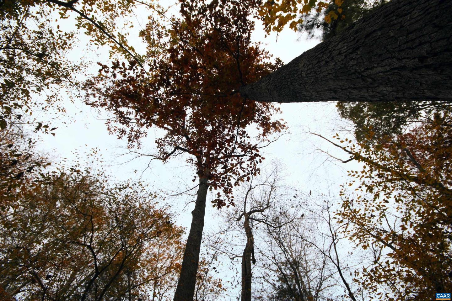 TBA RIDGE RD #1, ARVONIA, Virginia 23004, ,Land,For sale,TBA RIDGE RD #1,670563 MLS # 670563 TBA RIDGE RD #1, ARVONIA, Virginia 23004, ,Land,For sale,TBA RIDGE RD #1,670563 MLS # 670563