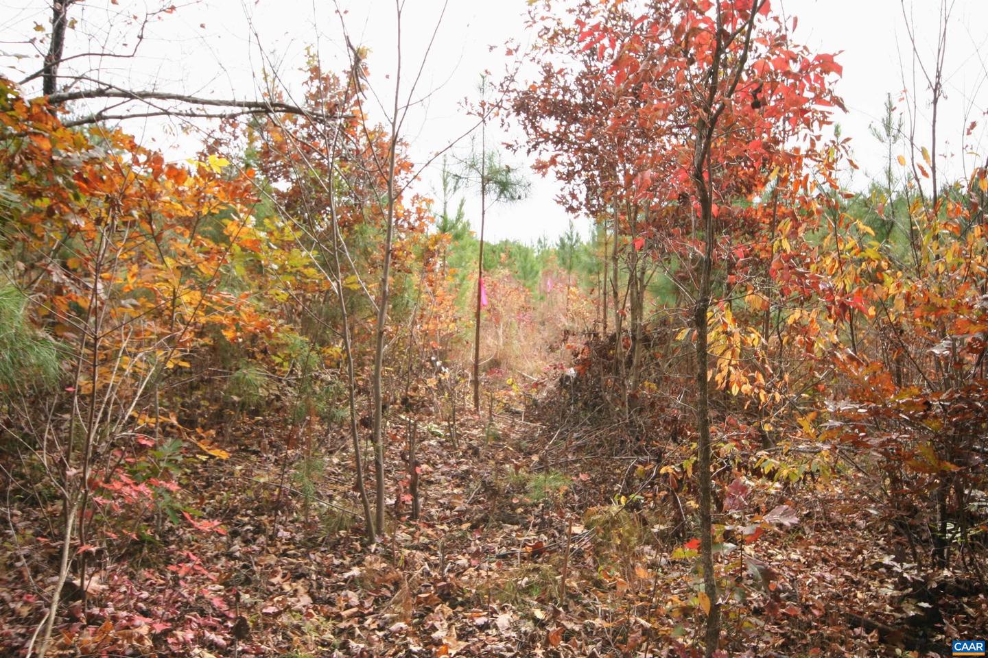 TBA RIDGE RD #1, ARVONIA, Virginia 23004, ,Land,For sale,TBA RIDGE RD #1,670563 MLS # 670563 TBA RIDGE RD #1, ARVONIA, Virginia 23004, ,Land,For sale,TBA RIDGE RD #1,670563 MLS # 670563