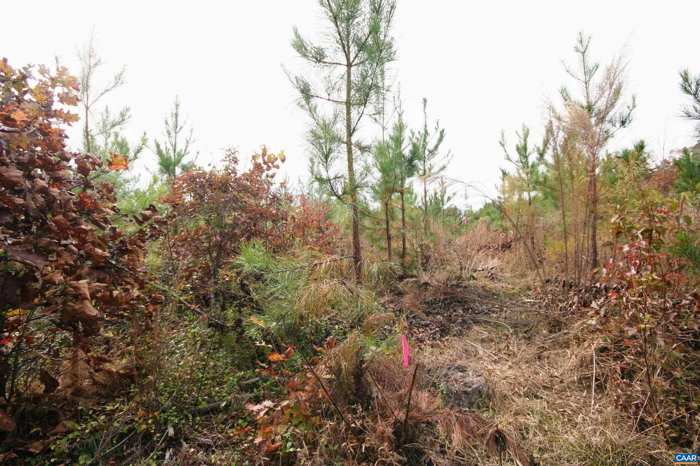 TBA RIDGE RD #1, ARVONIA, Virginia 23004, ,Land,For sale,TBA RIDGE RD #1,670563 MLS # 670563 TBA RIDGE RD #1, ARVONIA, Virginia 23004, ,Land,For sale,TBA RIDGE RD #1,670563 MLS # 670563