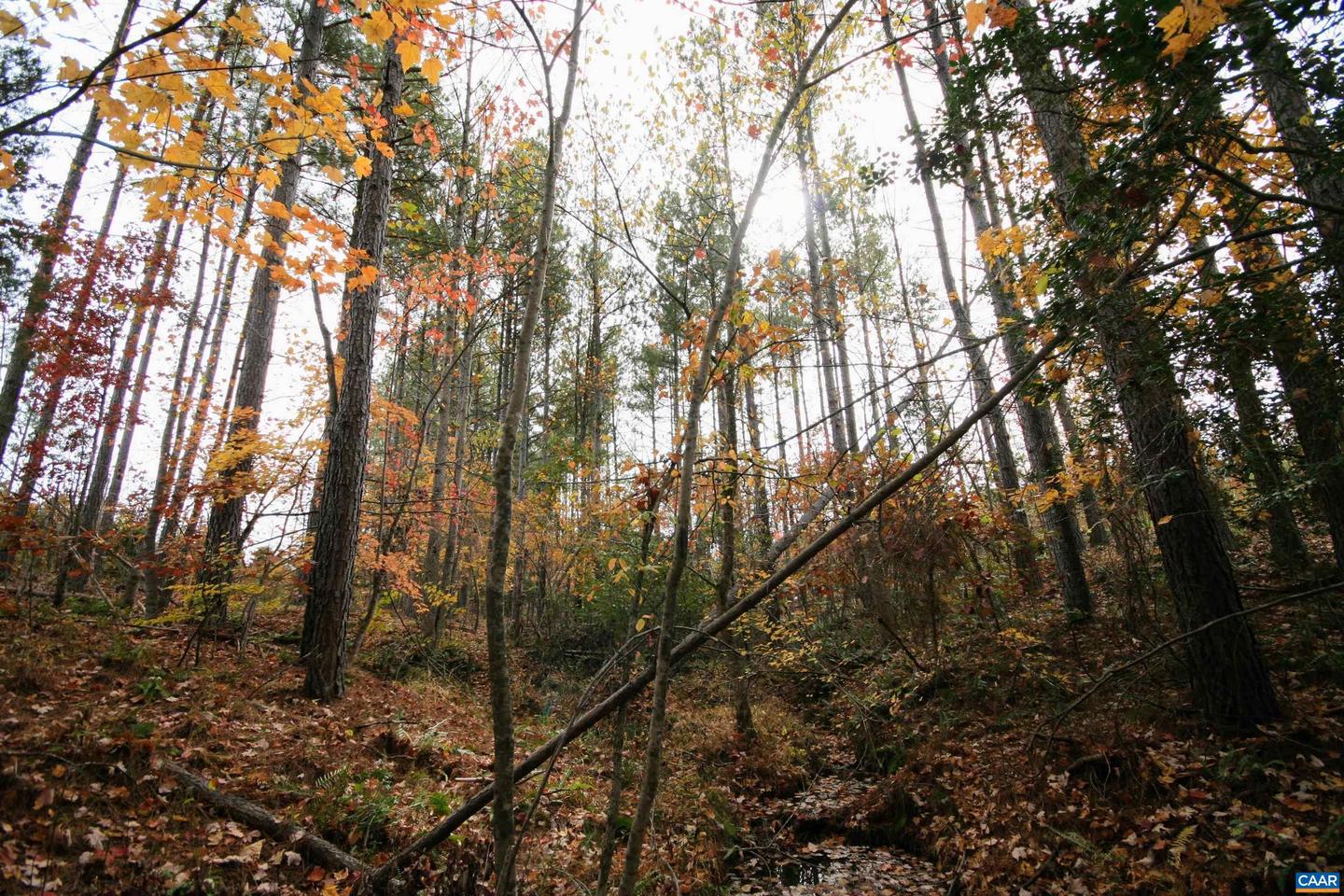 TBA RIDGE RD #1, ARVONIA, Virginia 23004, ,Land,For sale,TBA RIDGE RD #1,670563 MLS # 670563 TBA RIDGE RD #1, ARVONIA, Virginia 23004, ,Land,For sale,TBA RIDGE RD #1,670563 MLS # 670563