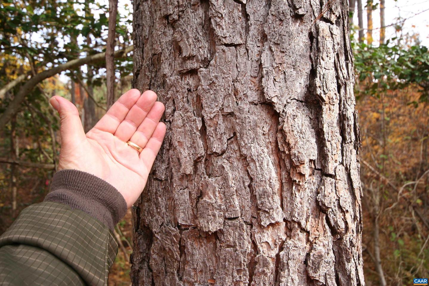 TBA RIDGE RD #1, ARVONIA, Virginia 23004, ,Land,For sale,TBA RIDGE RD #1,670563 MLS # 670563 TBA RIDGE RD #1, ARVONIA, Virginia 23004, ,Land,For sale,TBA RIDGE RD #1,670563 MLS # 670563