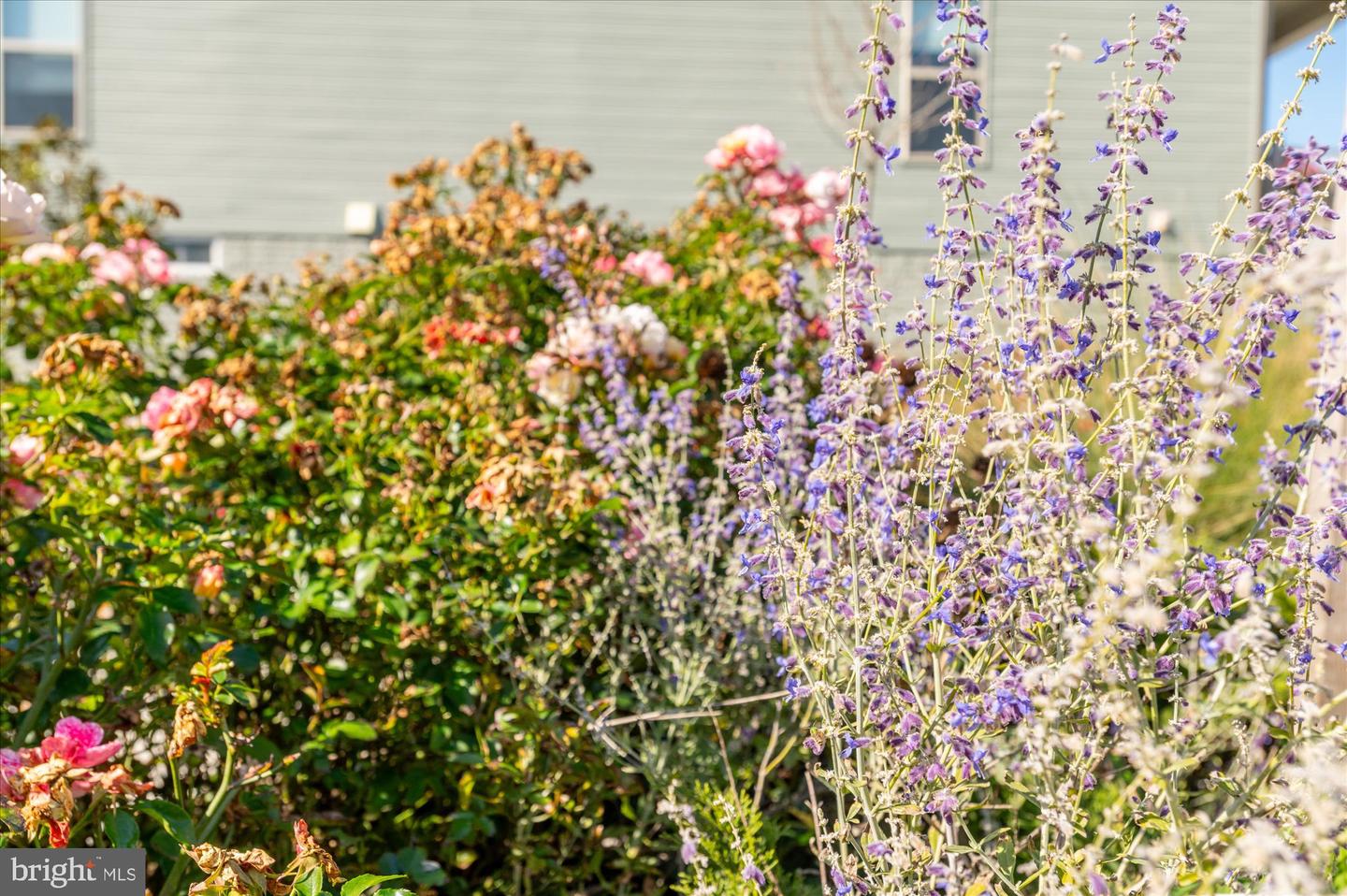 15855 LAVENDER WOODS LN, HAYMARKET, Virginia 20169, 3 Bedrooms Bedrooms, ,3 BathroomsBathrooms,Residential,For sale,15855 LAVENDER WOODS LN,VAPW2100478 MLS # VAPW2100478 15855 LAVENDER WOODS LN, HAYMARKET, Virginia 20169, 3 Bedrooms Bedrooms, ,3 BathroomsBathrooms,Residential,For sale,15855 LAVENDER WOODS LN,VAPW2100478 MLS # VAPW2100478