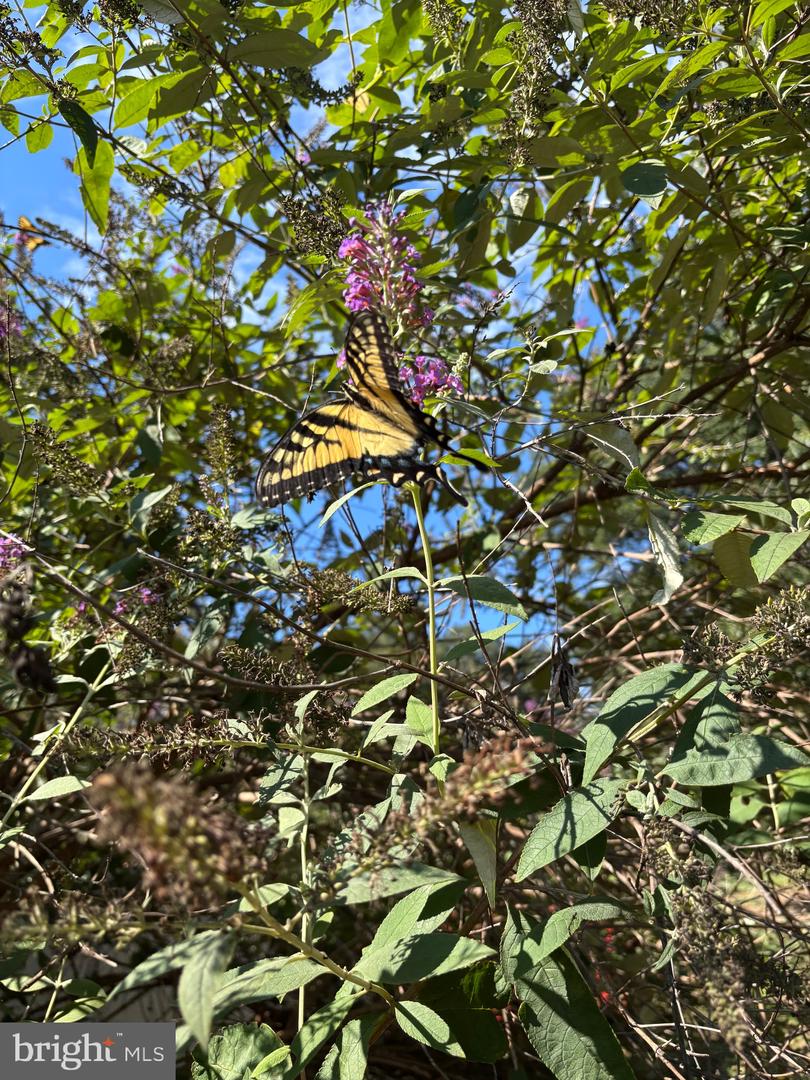 5084 FAIRVIEW LN, BROAD RUN, Virginia 20137, 4 Bedrooms Bedrooms, 7 Rooms Rooms,3 BathroomsBathrooms,Residential,For sale,5084 FAIRVIEW LN,VAFQ2018478 MLS # VAFQ2018478 5084 FAIRVIEW LN, BROAD RUN, Virginia 20137, 4 Bedrooms Bedrooms, 7 Rooms Rooms,3 BathroomsBathrooms,Residential,For sale,5084 FAIRVIEW LN,VAFQ2018478 MLS # VAFQ2018478