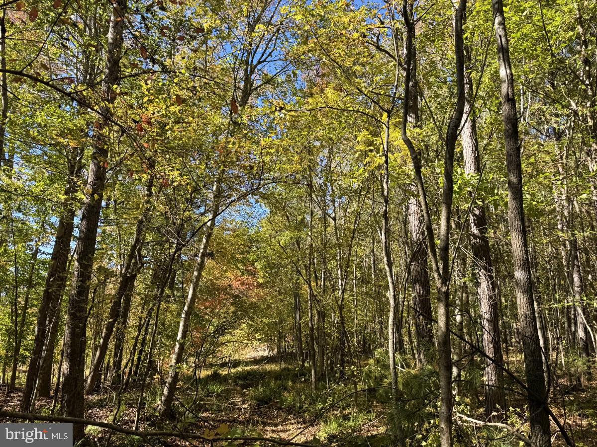 0 MEHERRIN RD, MEHERRIN, Virginia 23954, ,Land,For sale,0 MEHERRIN RD,VAPE2000112 MLS # VAPE2000112 0 MEHERRIN RD, MEHERRIN, Virginia 23954, ,Land,For sale,0 MEHERRIN RD,VAPE2000112 MLS # VAPE2000112