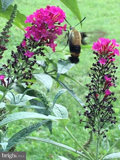 1494 BENNYS BEACH RD, FRONT ROYAL, Virginia 22630, 3 Bedrooms Bedrooms, ,2 BathroomsBathrooms,Residential,For sale,1494 BENNYS BEACH RD,VAWR2012564 MLS # VAWR2012564 1494 BENNYS BEACH RD, FRONT ROYAL, Virginia 22630, 3 Bedrooms Bedrooms, ,2 BathroomsBathrooms,Residential,For sale,1494 BENNYS BEACH RD,VAWR2012564 MLS # VAWR2012564