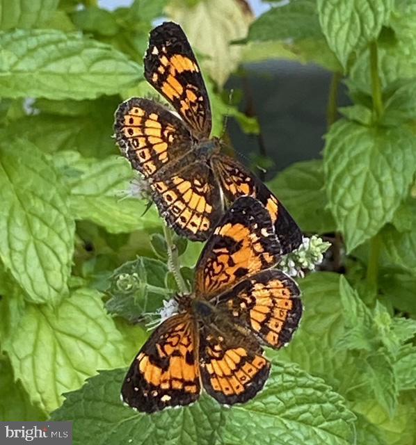 1494 BENNYS BEACH RD, FRONT ROYAL, Virginia 22630, 3 Bedrooms Bedrooms, ,2 BathroomsBathrooms,Residential,For sale,1494 BENNYS BEACH RD,VAWR2012564 MLS # VAWR2012564 1494 BENNYS BEACH RD, FRONT ROYAL, Virginia 22630, 3 Bedrooms Bedrooms, ,2 BathroomsBathrooms,Residential,For sale,1494 BENNYS BEACH RD,VAWR2012564 MLS # VAWR2012564