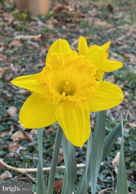 1494 BENNYS BEACH RD, FRONT ROYAL, Virginia 22630, 3 Bedrooms Bedrooms, ,2 BathroomsBathrooms,Residential,For sale,1494 BENNYS BEACH RD,VAWR2012564 MLS # VAWR2012564 1494 BENNYS BEACH RD, FRONT ROYAL, Virginia 22630, 3 Bedrooms Bedrooms, ,2 BathroomsBathrooms,Residential,For sale,1494 BENNYS BEACH RD,VAWR2012564 MLS # VAWR2012564