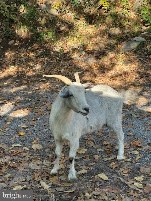1494 BENNYS BEACH RD, FRONT ROYAL, Virginia 22630, 3 Bedrooms Bedrooms, ,2 BathroomsBathrooms,Residential,For sale,1494 BENNYS BEACH RD,VAWR2012564 MLS # VAWR2012564 1494 BENNYS BEACH RD, FRONT ROYAL, Virginia 22630, 3 Bedrooms Bedrooms, ,2 BathroomsBathrooms,Residential,For sale,1494 BENNYS BEACH RD,VAWR2012564 MLS # VAWR2012564