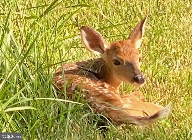 1494 BENNYS BEACH RD, FRONT ROYAL, Virginia 22630, 3 Bedrooms Bedrooms, ,2 BathroomsBathrooms,Residential,For sale,1494 BENNYS BEACH RD,VAWR2012564 MLS # VAWR2012564 1494 BENNYS BEACH RD, FRONT ROYAL, Virginia 22630, 3 Bedrooms Bedrooms, ,2 BathroomsBathrooms,Residential,For sale,1494 BENNYS BEACH RD,VAWR2012564 MLS # VAWR2012564