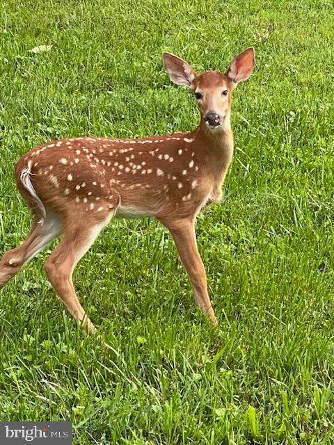 1494 BENNYS BEACH RD, FRONT ROYAL, Virginia 22630, 3 Bedrooms Bedrooms, ,2 BathroomsBathrooms,Residential,For sale,1494 BENNYS BEACH RD,VAWR2012564 MLS # VAWR2012564 1494 BENNYS BEACH RD, FRONT ROYAL, Virginia 22630, 3 Bedrooms Bedrooms, ,2 BathroomsBathrooms,Residential,For sale,1494 BENNYS BEACH RD,VAWR2012564 MLS # VAWR2012564