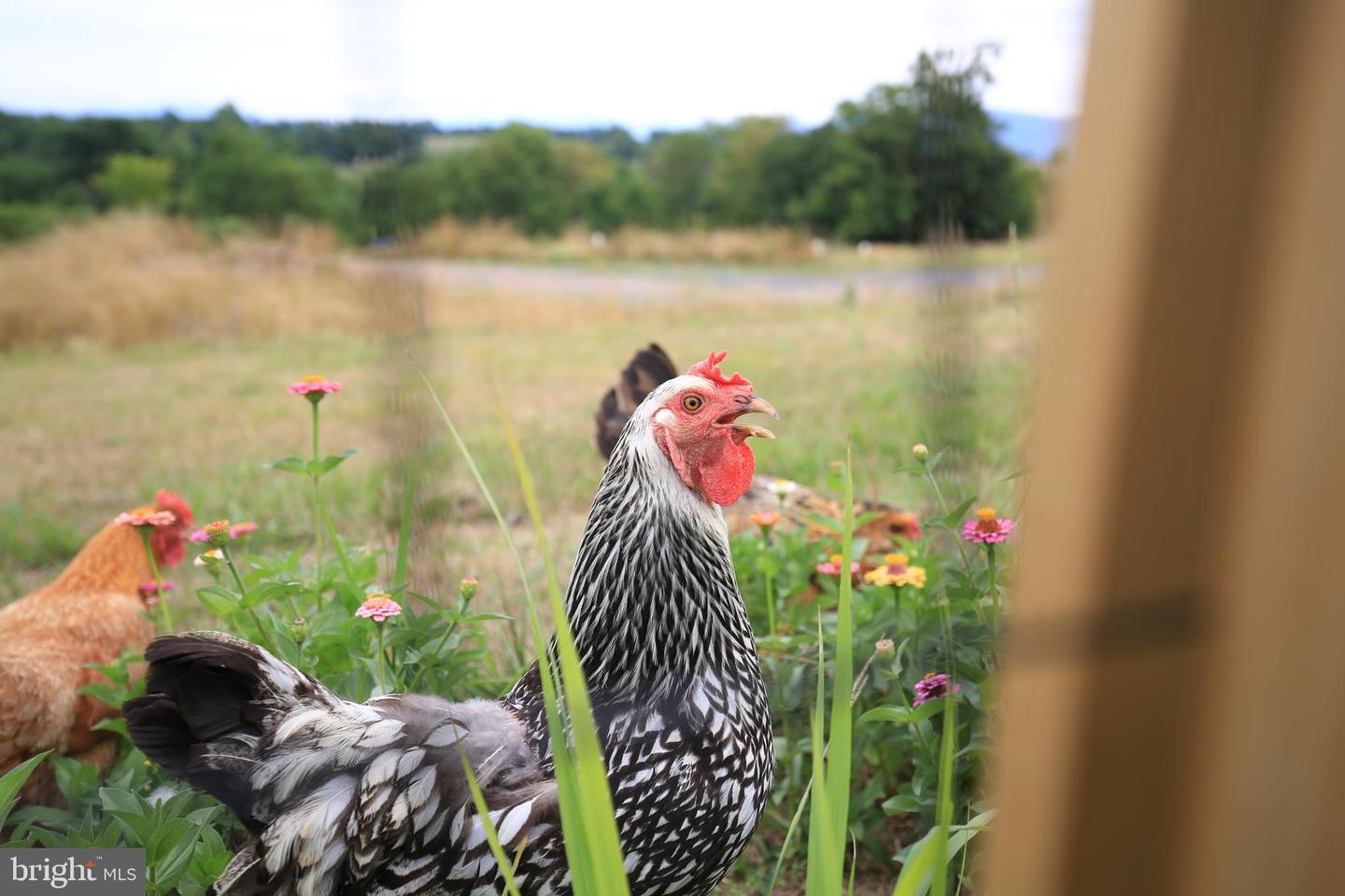 384 LINDAMOOD LN, STRASBURG, Virginia 22641, 5 Bedrooms Bedrooms, ,3 BathroomsBathrooms,Residential,For sale,384 LINDAMOOD LN,VASH2012866 MLS # VASH2012866 384 LINDAMOOD LN, STRASBURG, Virginia 22641, 5 Bedrooms Bedrooms, ,3 BathroomsBathrooms,Residential,For sale,384 LINDAMOOD LN,VASH2012866 MLS # VASH2012866
