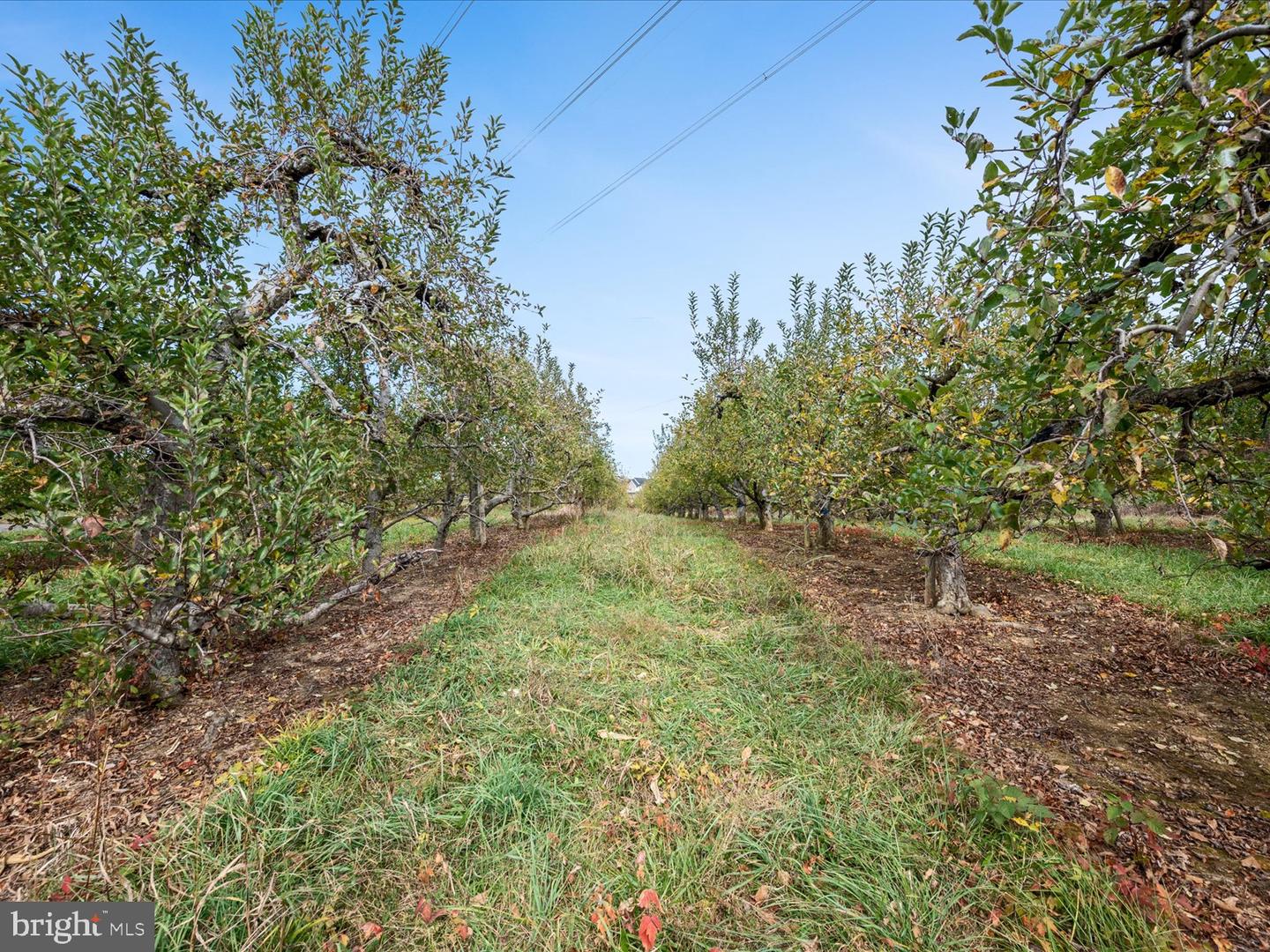 458 HITES RD, STEPHENS CITY, Virginia 22655, ,Farm,For sale,458 HITES RD,VAFV2037666 MLS # VAFV2037666 458 HITES RD, STEPHENS CITY, Virginia 22655, ,Farm,For sale,458 HITES RD,VAFV2037666 MLS # VAFV2037666