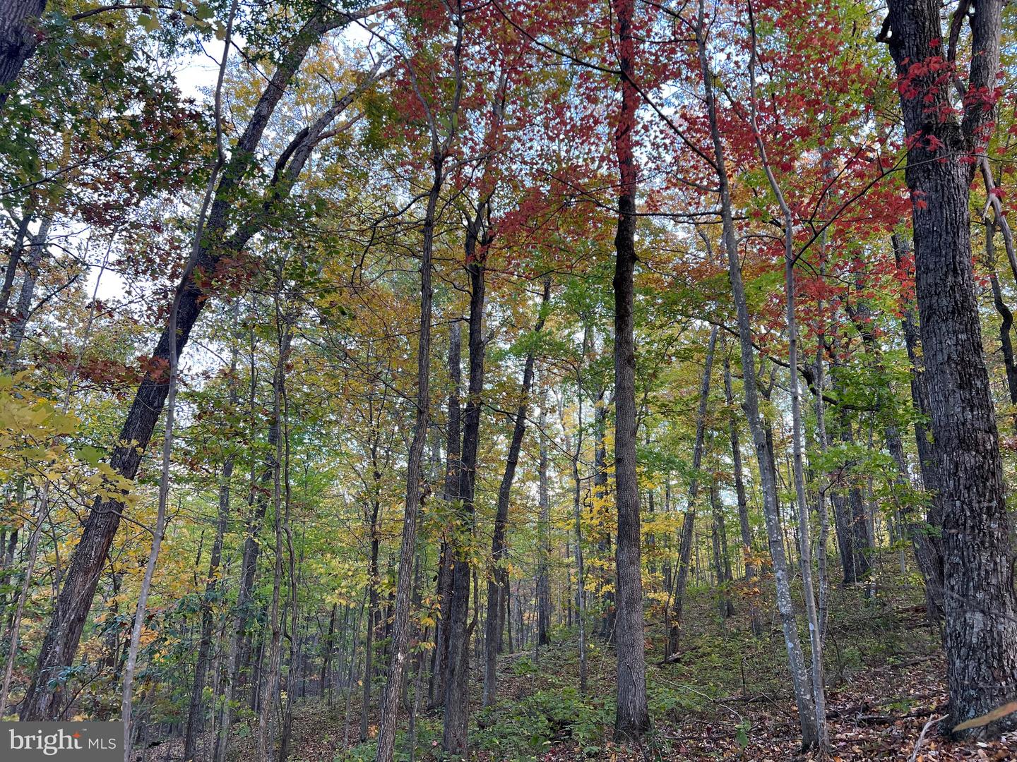 ADA RD, MARSHALL, Virginia 20116, ,Land,For sale,ADA RD,VAFQ2019528 MLS # VAFQ2019528 ADA RD, MARSHALL, Virginia 20116, ,Land,For sale,ADA RD,VAFQ2019528 MLS # VAFQ2019528