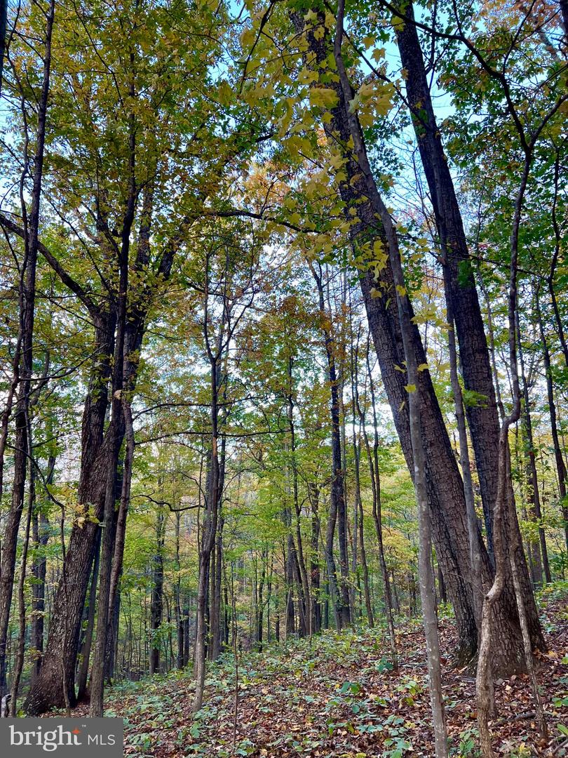 ADA RD, MARSHALL, Virginia 20116, ,Land,For sale,ADA RD,VAFQ2019528 MLS # VAFQ2019528 ADA RD, MARSHALL, Virginia 20116, ,Land,For sale,ADA RD,VAFQ2019528 MLS # VAFQ2019528