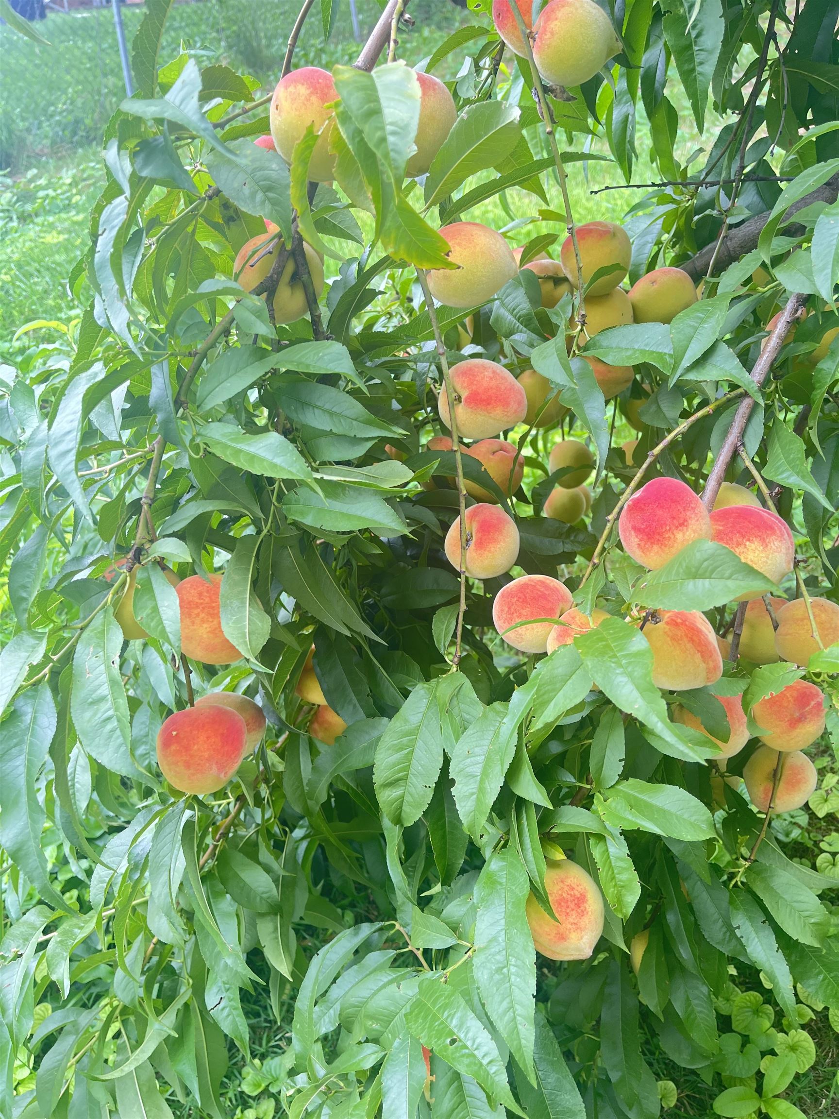 231 HOWARD AVE, WAYNESBORO, Virginia 22980, 3 Bedrooms Bedrooms, ,1 BathroomBathrooms,Residential,231 HOWARD AVE,669802 MLS # 669802