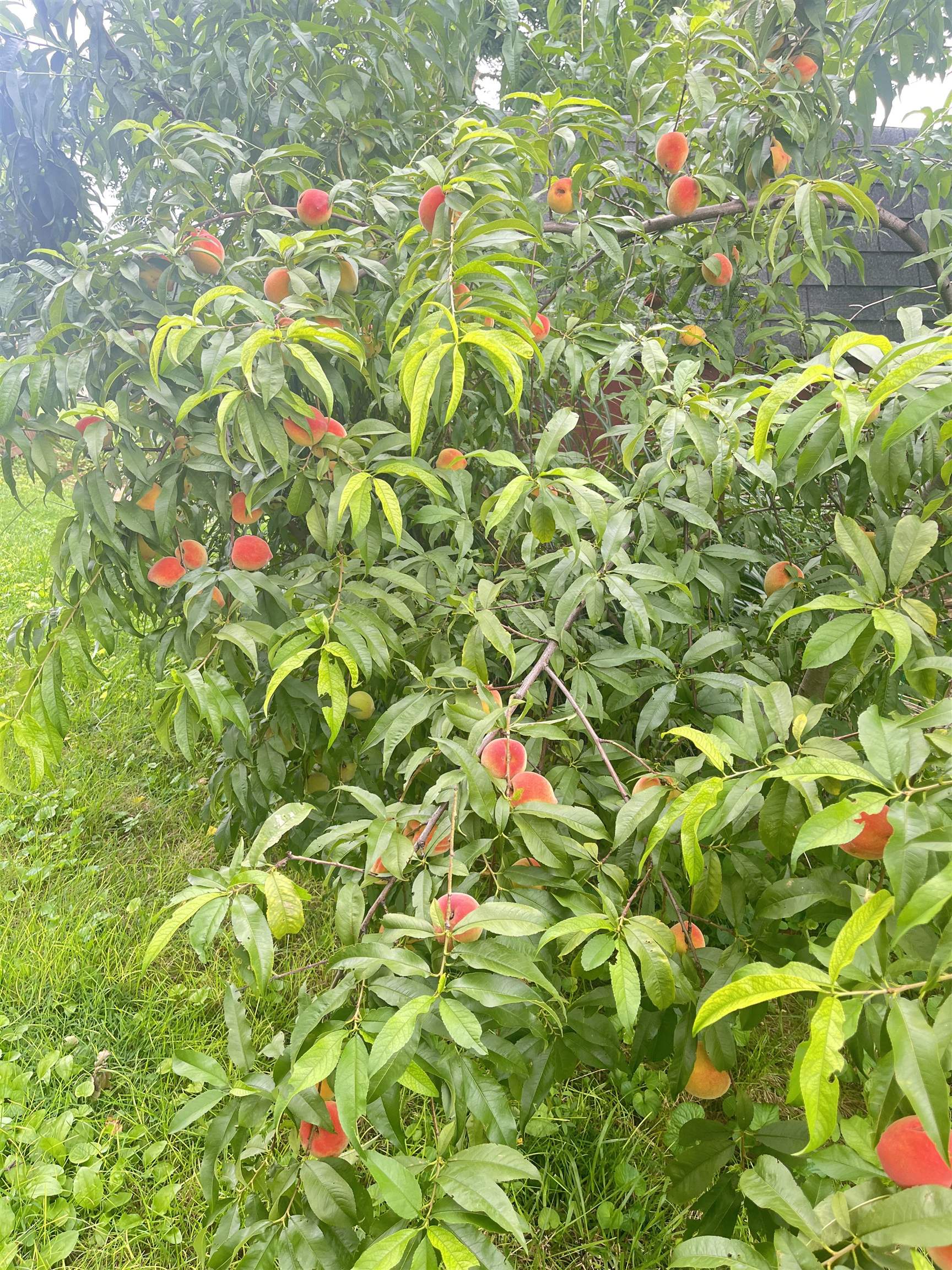 231 HOWARD AVE, WAYNESBORO, Virginia 22980, 3 Bedrooms Bedrooms, ,1 BathroomBathrooms,Residential,231 HOWARD AVE,669802 MLS # 669802