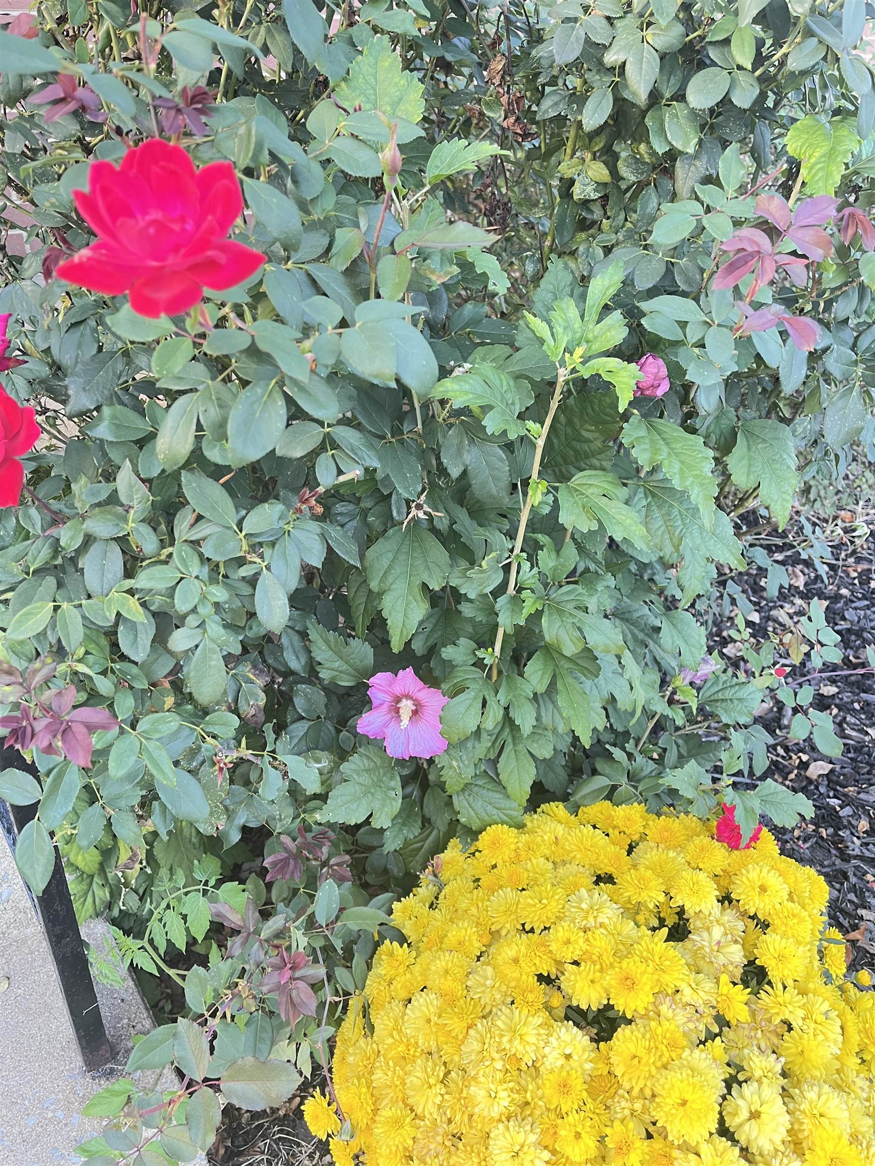 231 HOWARD AVE, WAYNESBORO, Virginia 22980, 3 Bedrooms Bedrooms, ,1 BathroomBathrooms,Residential,231 HOWARD AVE,669802 MLS # 669802