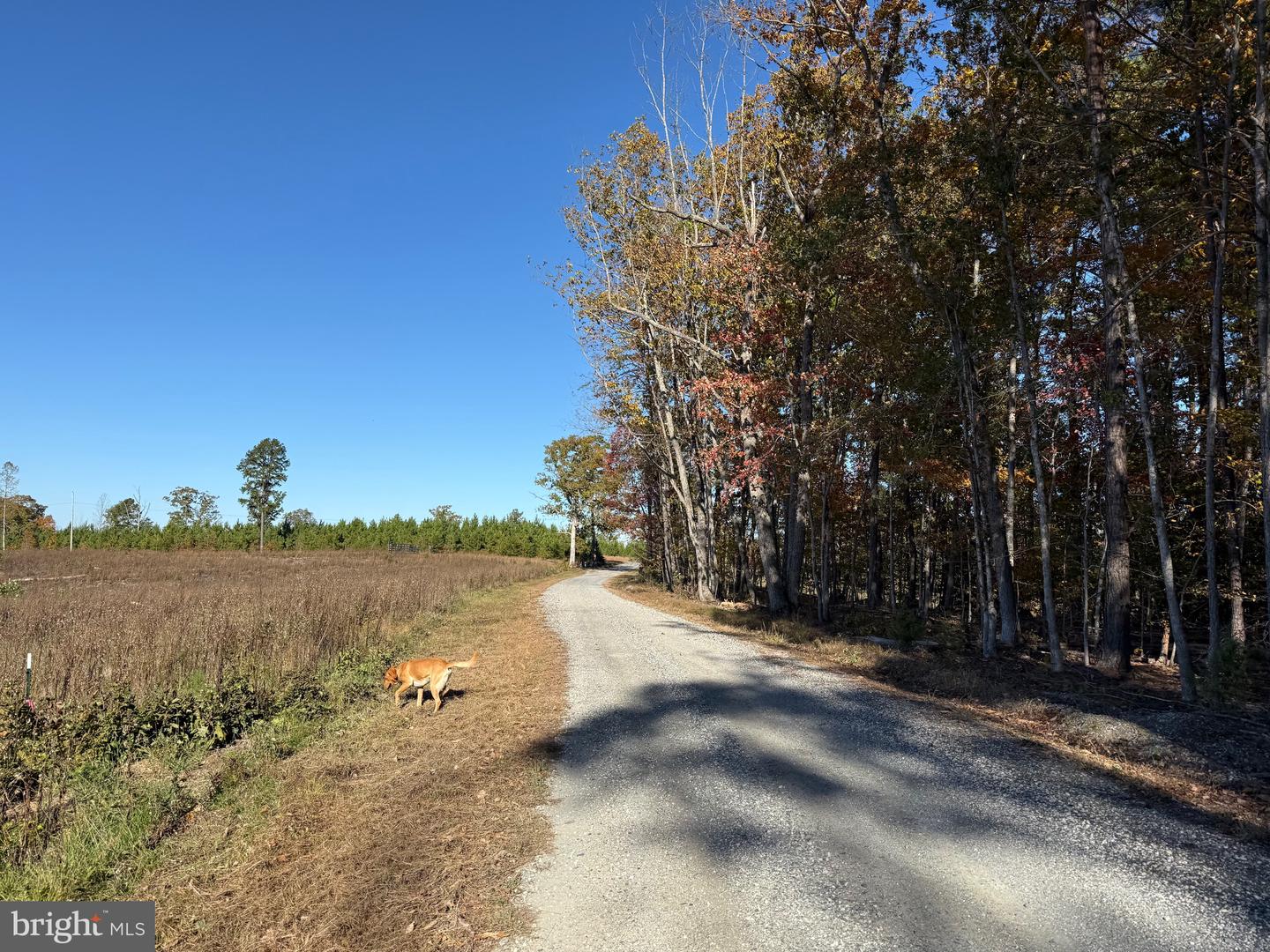 0 HAPPY HOLLOW RD, SCOTTSVILLE, Virginia 24590, ,Land,For sale,0 HAPPY HOLLOW RD,VABH2000232 MLS # VABH2000232 0 HAPPY HOLLOW RD, SCOTTSVILLE, Virginia 24590, ,Land,For sale,0 HAPPY HOLLOW RD,VABH2000232 MLS # VABH2000232