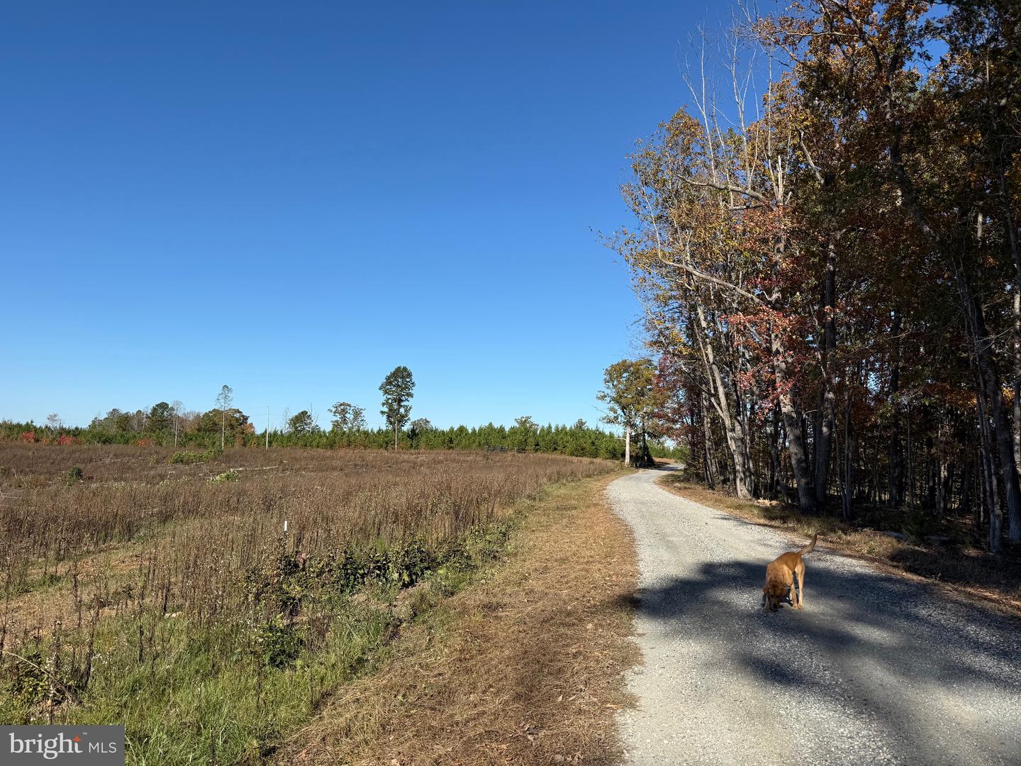 0 HAPPY HOLLOW RD, SCOTTSVILLE, Virginia 24590, ,Land,For sale,0 HAPPY HOLLOW RD,VABH2000232 MLS # VABH2000232 0 HAPPY HOLLOW RD, SCOTTSVILLE, Virginia 24590, ,Land,For sale,0 HAPPY HOLLOW RD,VABH2000232 MLS # VABH2000232