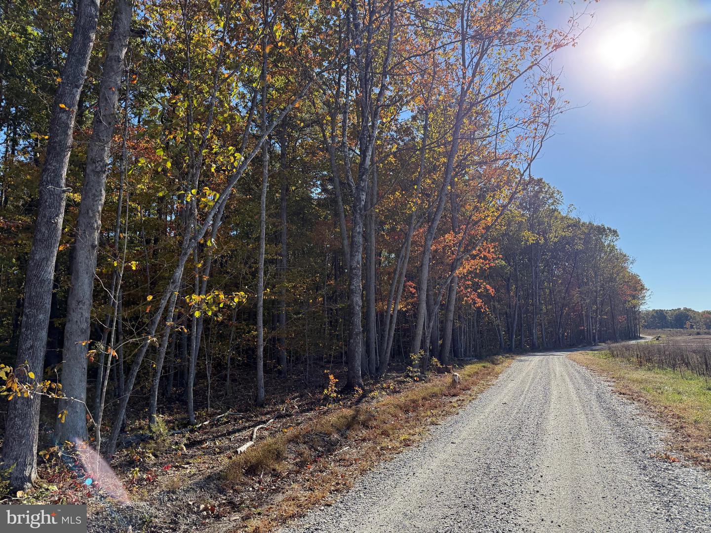 0 HAPPY HOLLOW RD, SCOTTSVILLE, Virginia 24590, ,Land,For sale,0 HAPPY HOLLOW RD,VABH2000232 MLS # VABH2000232 0 HAPPY HOLLOW RD, SCOTTSVILLE, Virginia 24590, ,Land,For sale,0 HAPPY HOLLOW RD,VABH2000232 MLS # VABH2000232