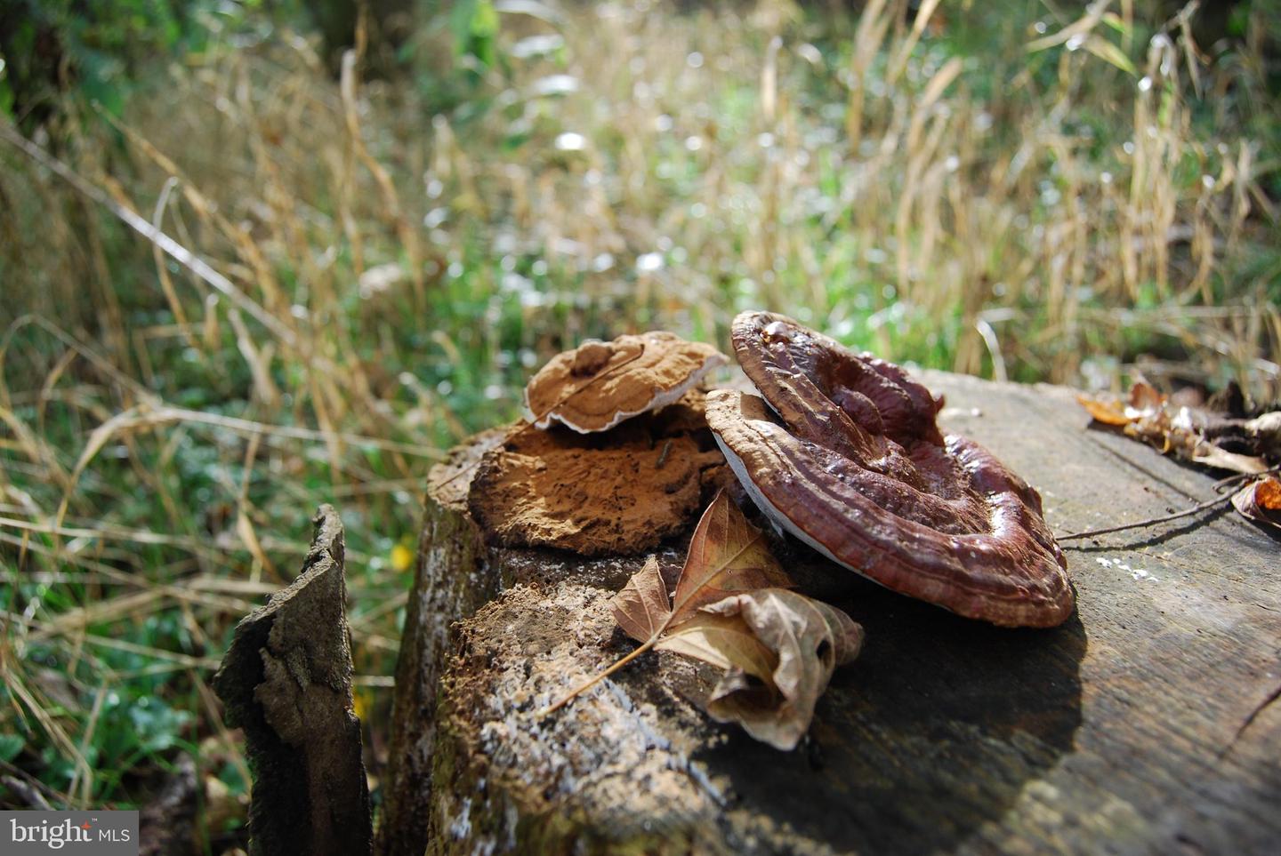 2983 OLD WINCHESTER RD, BOYCE, Virginia 22620, 3 Bedrooms Bedrooms, ,2 BathroomsBathrooms,Residential,For sale,2983 OLD WINCHESTER RD,VACL2006126 MLS # VACL2006126 2983 OLD WINCHESTER RD, BOYCE, Virginia 22620, 3 Bedrooms Bedrooms, ,2 BathroomsBathrooms,Residential,For sale,2983 OLD WINCHESTER RD,VACL2006126 MLS # VACL2006126