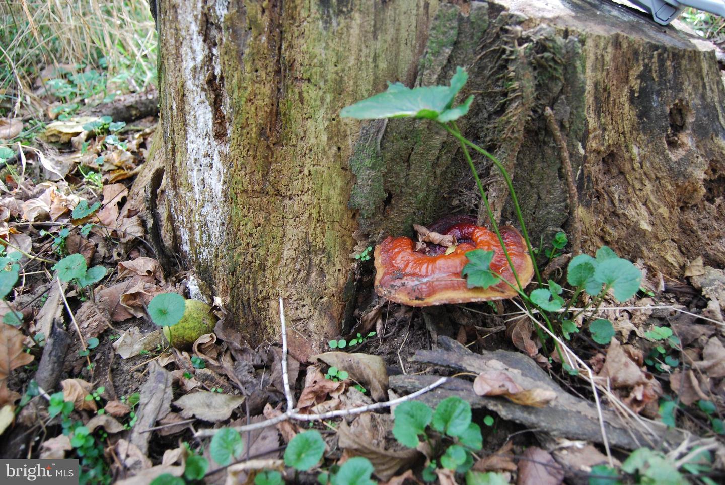 2983 OLD WINCHESTER RD, BOYCE, Virginia 22620, 3 Bedrooms Bedrooms, ,2 BathroomsBathrooms,Residential,For sale,2983 OLD WINCHESTER RD,VACL2006126 MLS # VACL2006126 2983 OLD WINCHESTER RD, BOYCE, Virginia 22620, 3 Bedrooms Bedrooms, ,2 BathroomsBathrooms,Residential,For sale,2983 OLD WINCHESTER RD,VACL2006126 MLS # VACL2006126