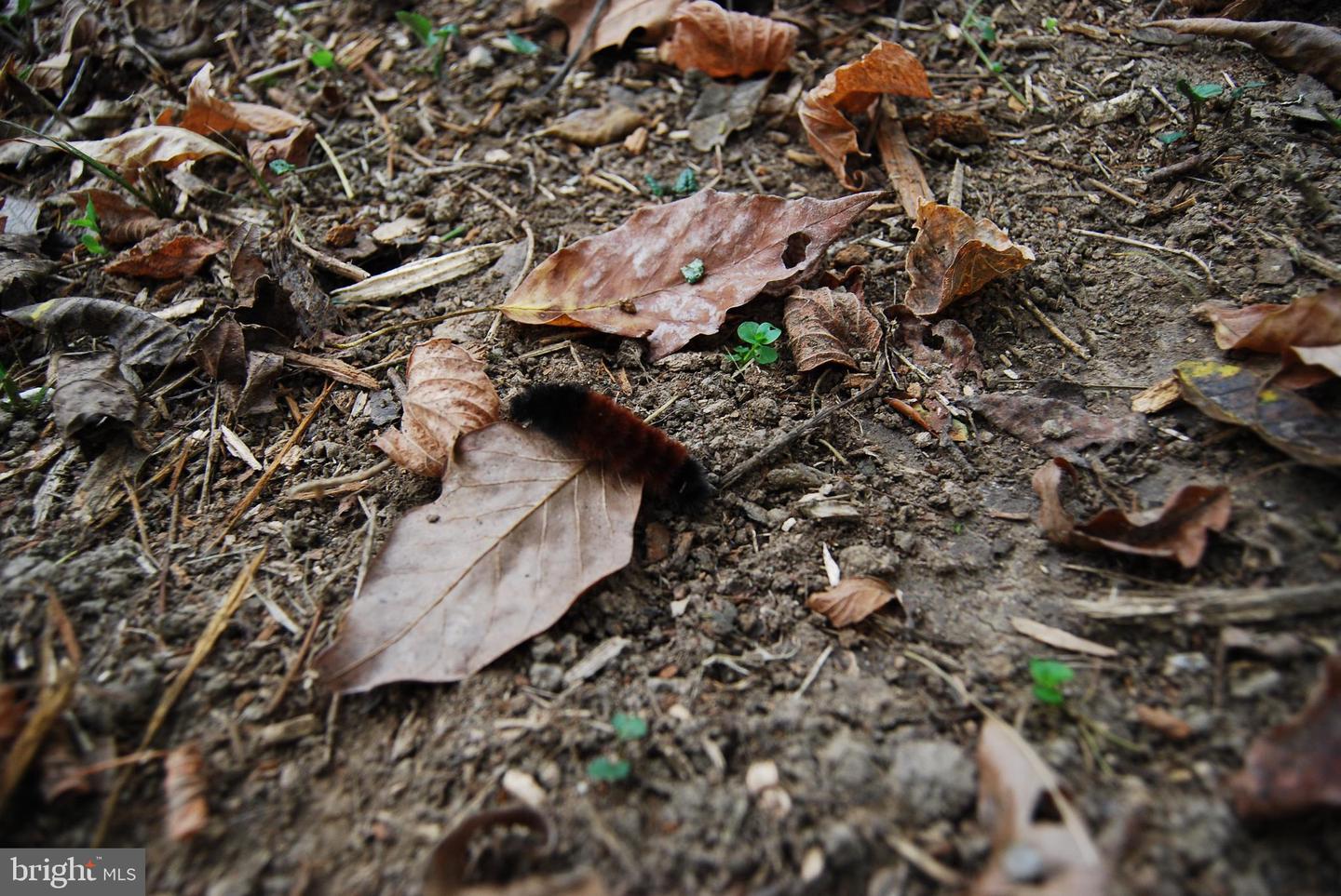 2983 OLD WINCHESTER RD, BOYCE, Virginia 22620, 3 Bedrooms Bedrooms, ,2 BathroomsBathrooms,Residential,For sale,2983 OLD WINCHESTER RD,VACL2006126 MLS # VACL2006126 2983 OLD WINCHESTER RD, BOYCE, Virginia 22620, 3 Bedrooms Bedrooms, ,2 BathroomsBathrooms,Residential,For sale,2983 OLD WINCHESTER RD,VACL2006126 MLS # VACL2006126