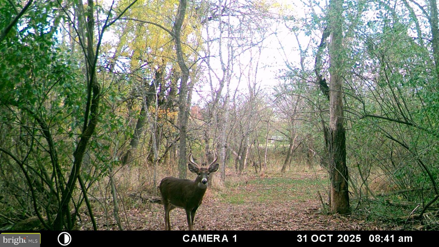 2983 OLD WINCHESTER RD, BOYCE, Virginia 22620, 3 Bedrooms Bedrooms, ,2 BathroomsBathrooms,Residential,For sale,2983 OLD WINCHESTER RD,VACL2006126 MLS # VACL2006126