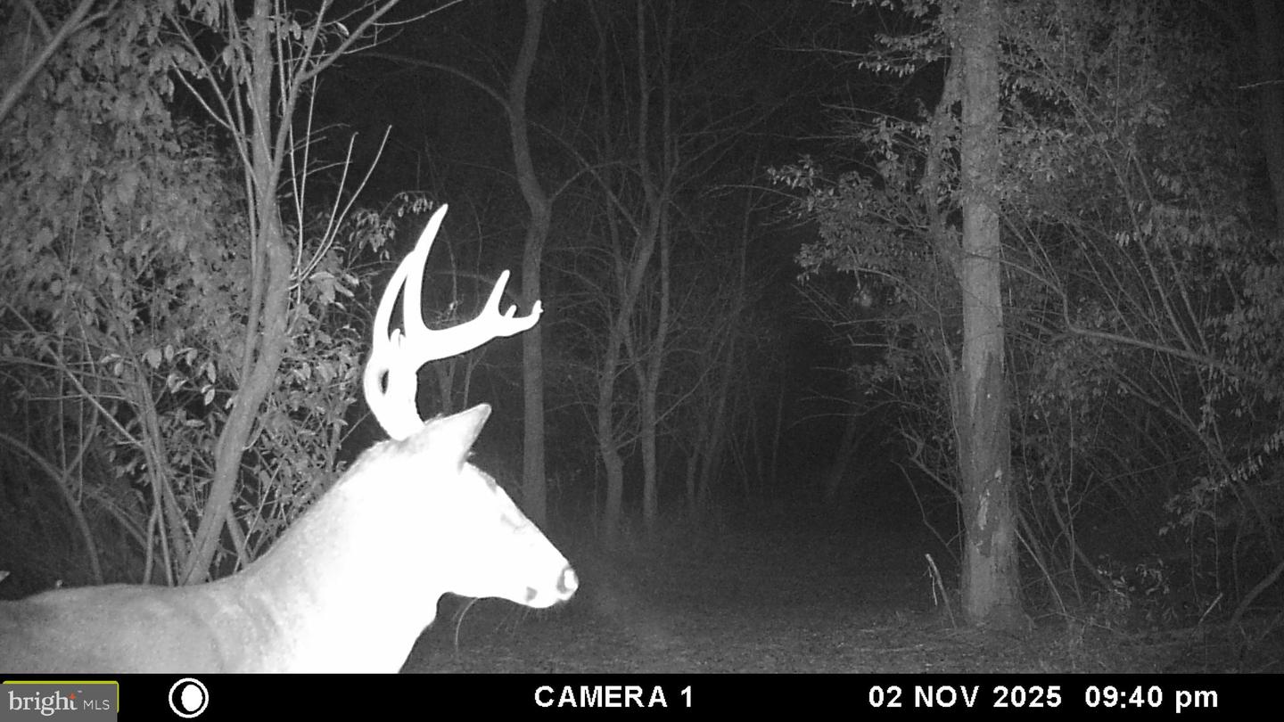 2983 OLD WINCHESTER RD, BOYCE, Virginia 22620, 3 Bedrooms Bedrooms, ,2 BathroomsBathrooms,Residential,For sale,2983 OLD WINCHESTER RD,VACL2006126 MLS # VACL2006126