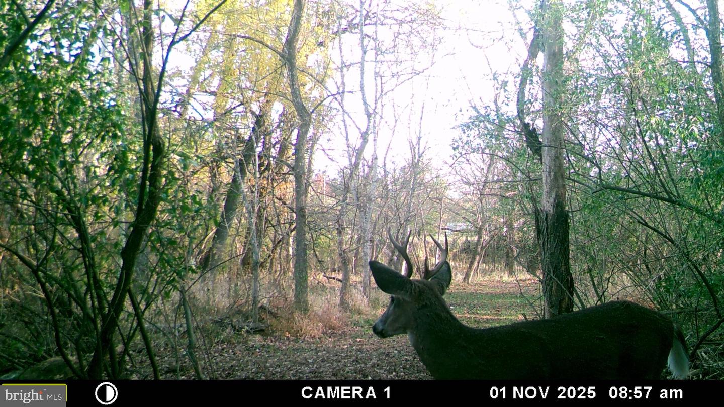 2983 OLD WINCHESTER RD, BOYCE, Virginia 22620, 3 Bedrooms Bedrooms, ,2 BathroomsBathrooms,Residential,For sale,2983 OLD WINCHESTER RD,VACL2006126 MLS # VACL2006126