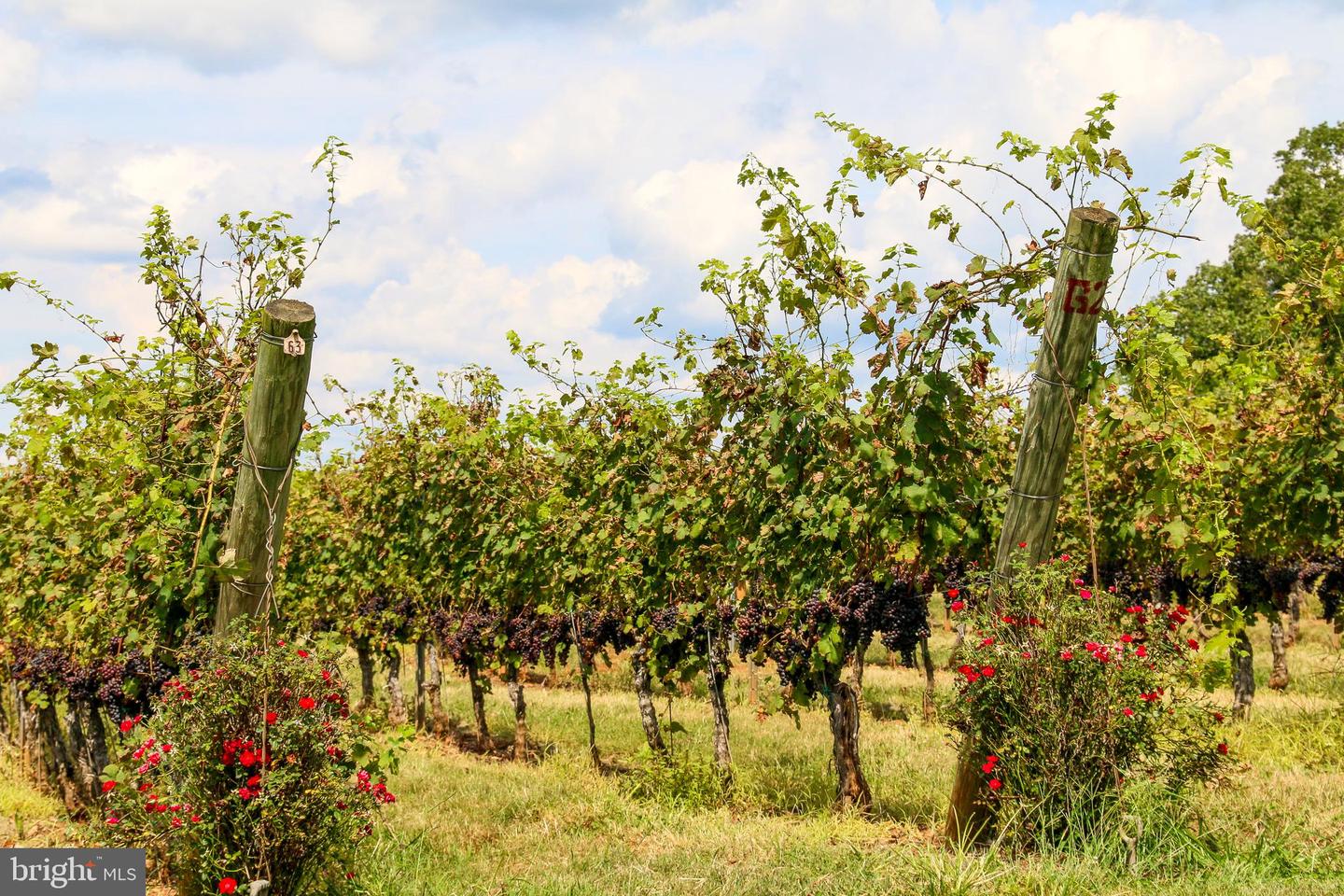 269 MONTEVISTA AVE, ORANGE, Virginia 22960, 4 Bedrooms Bedrooms, ,2 BathroomsBathrooms,Residential,For sale,269 MONTEVISTA AVE,VAOR2012694 MLS # VAOR2012694