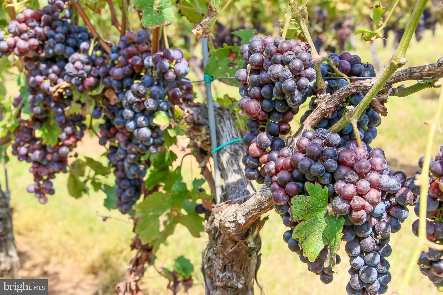 269 MONTEVISTA AVE, ORANGE, Virginia 22960, 4 Bedrooms Bedrooms, ,2 BathroomsBathrooms,Residential,For sale,269 MONTEVISTA AVE,VAOR2012694 MLS # VAOR2012694