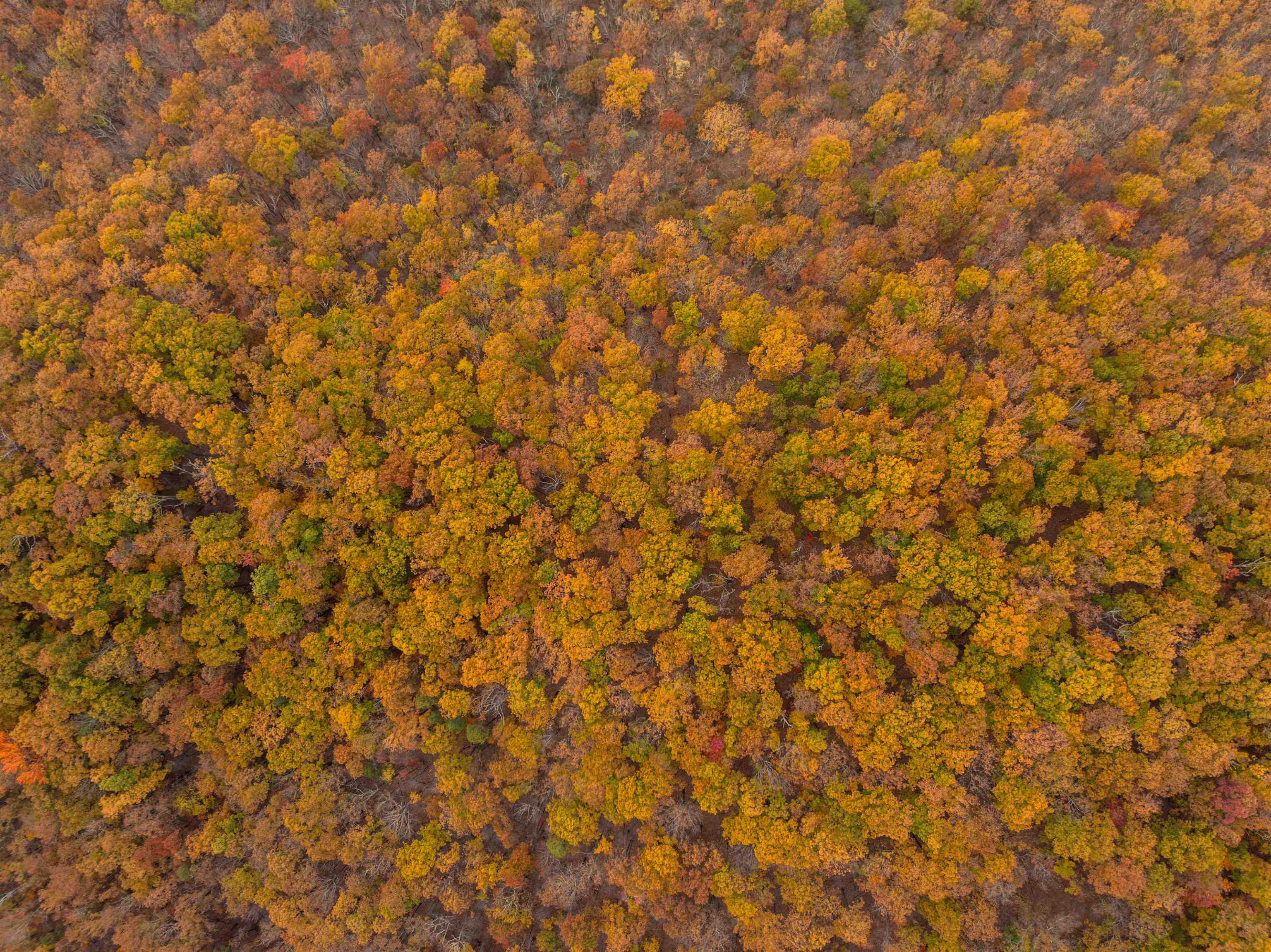 TBD INCH RUN LN, LYNDHURST, Virginia 22952, ,Farm,TBD INCH RUN LN,670638 MLS # 670638