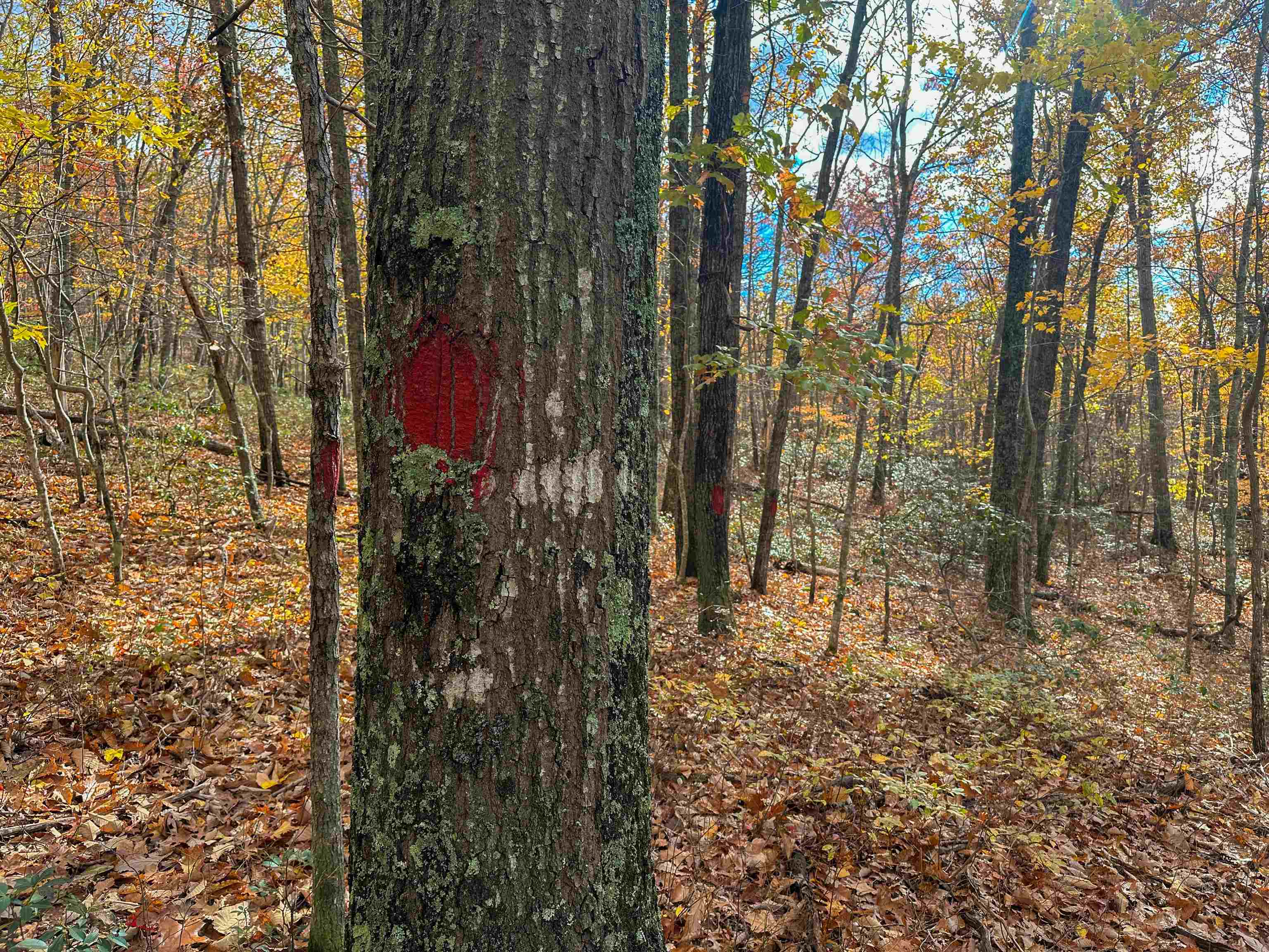 TBD INCH RUN LN, LYNDHURST, Virginia 22952, ,Farm,TBD INCH RUN LN,670638 MLS # 670638