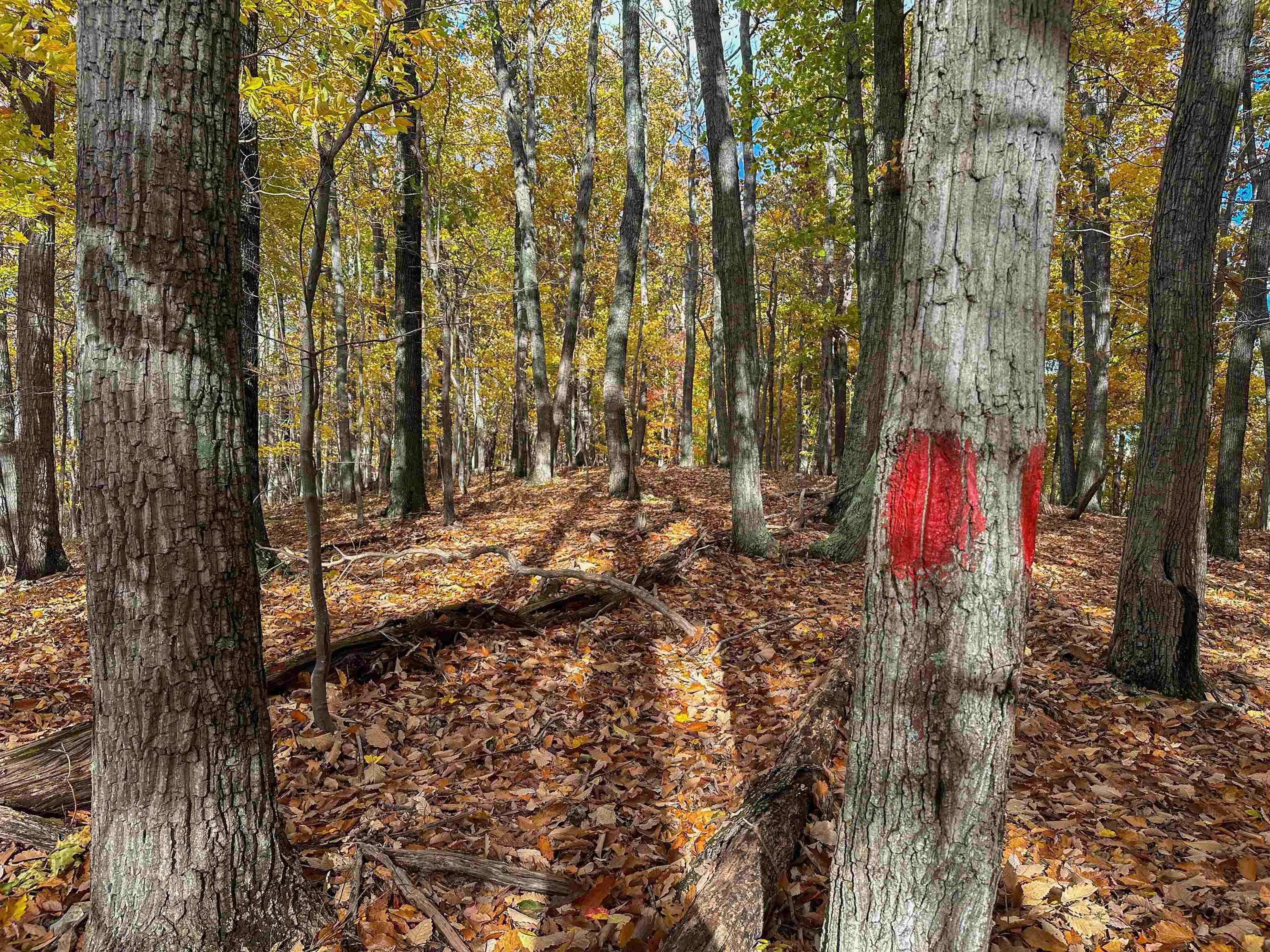 TBD INCH RUN LN, LYNDHURST, Virginia 22952, ,Farm,TBD INCH RUN LN,670638 MLS # 670638