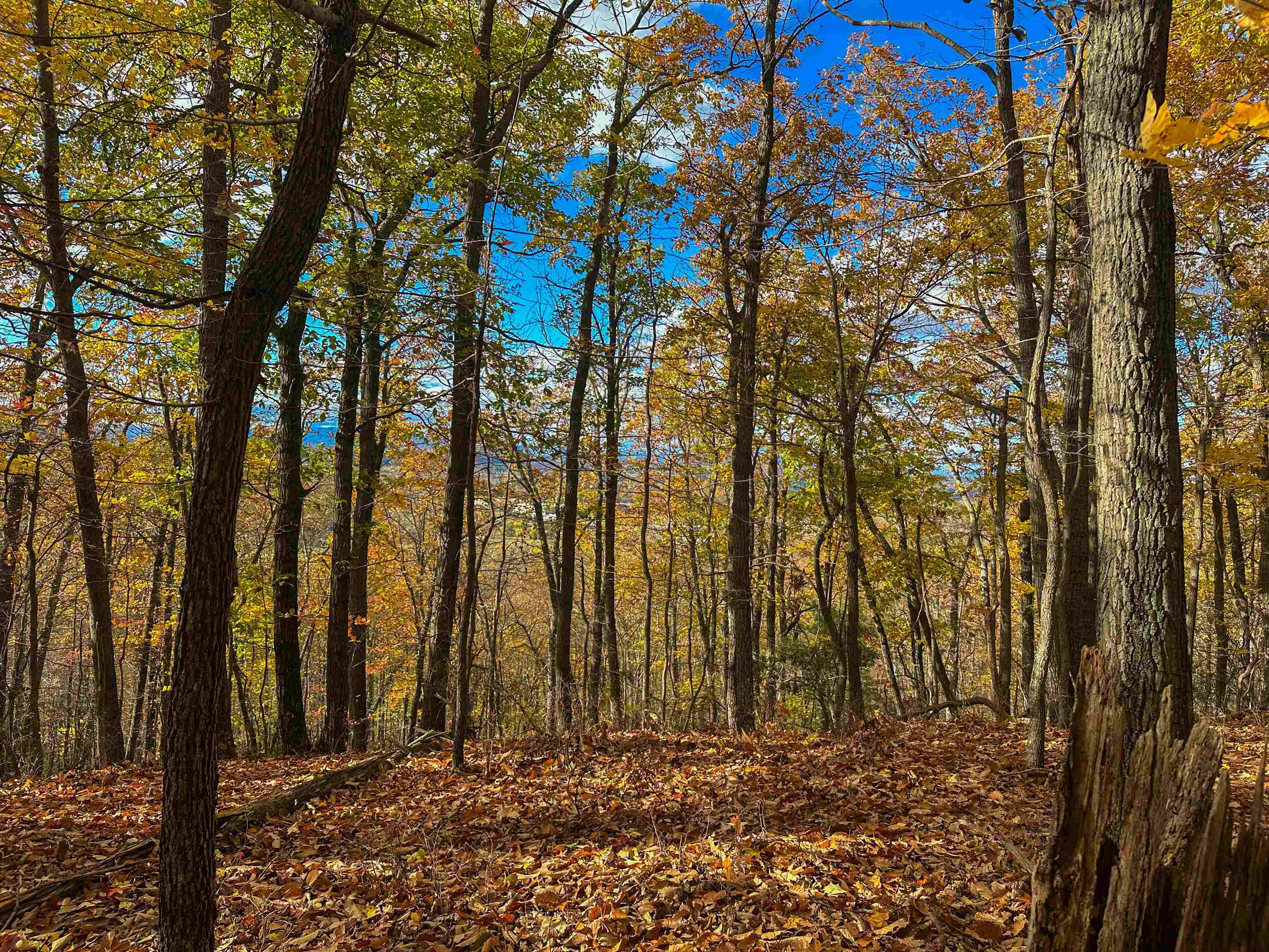 TBD INCH RUN LN, LYNDHURST, Virginia 22952, ,Farm,TBD INCH RUN LN,670638 MLS # 670638