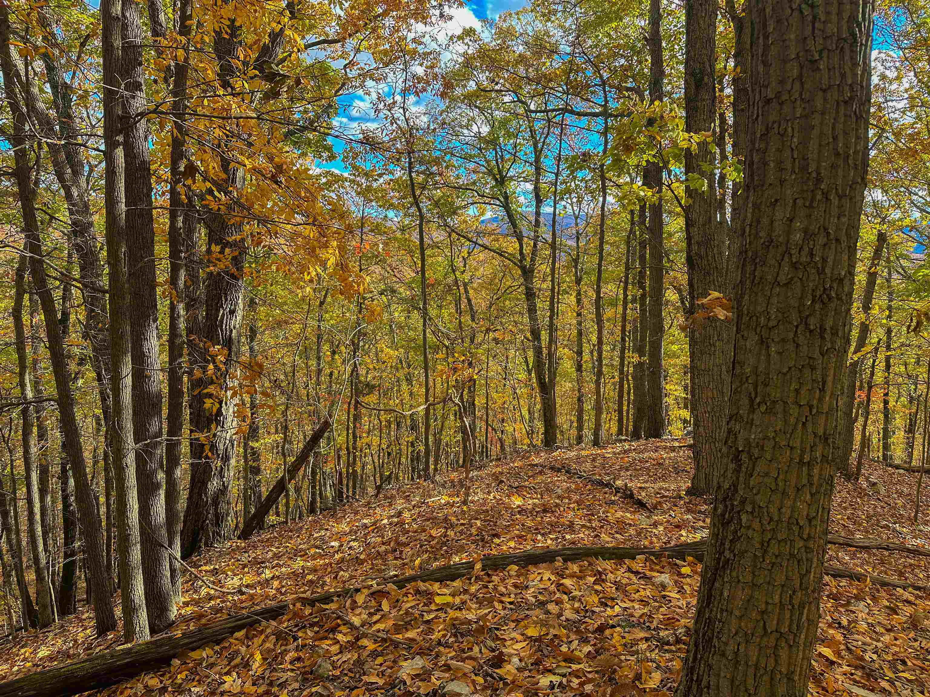 TBD INCH RUN LN, LYNDHURST, Virginia 22952, ,Farm,TBD INCH RUN LN,670638 MLS # 670638