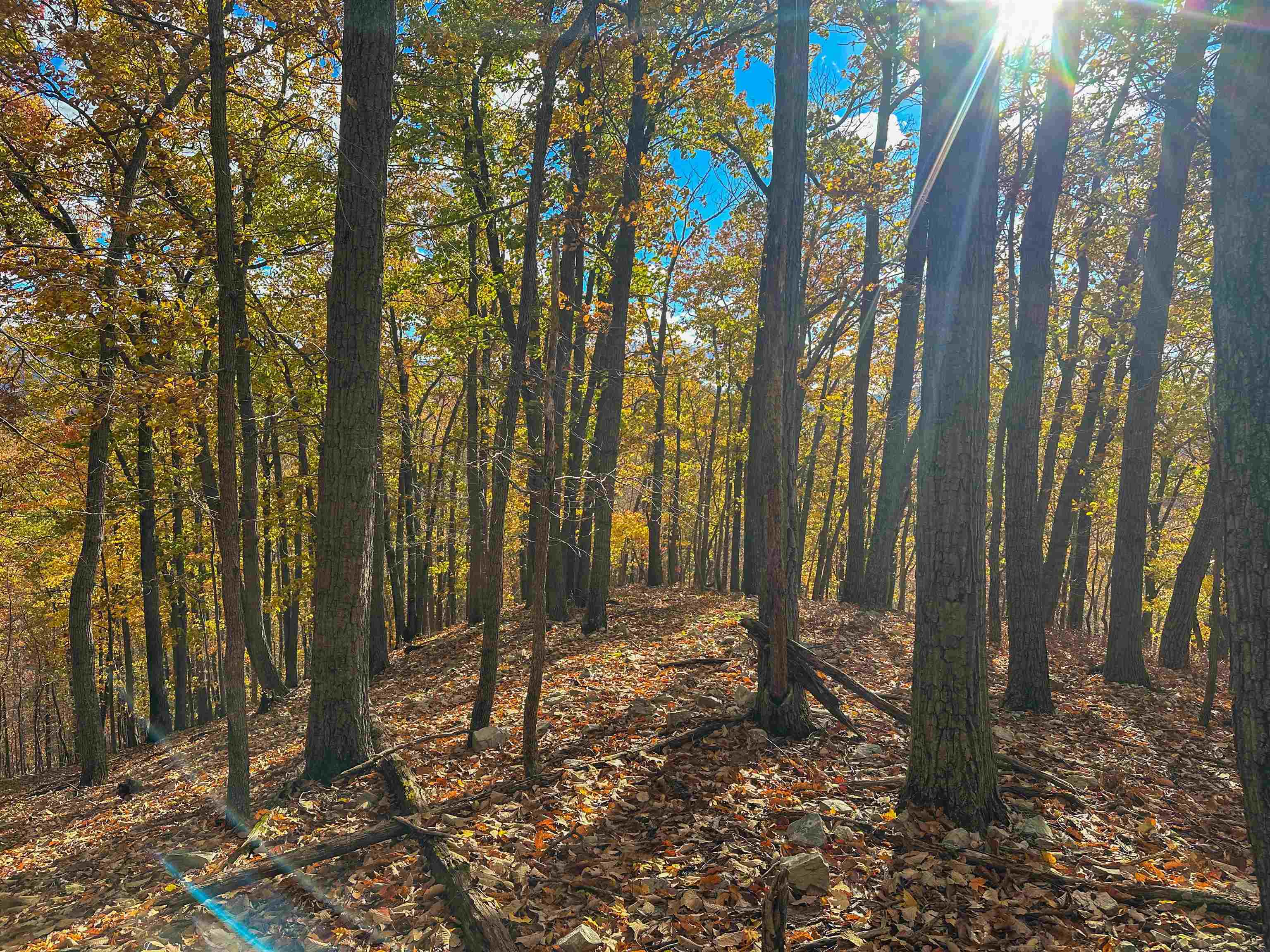 TBD INCH RUN LN, LYNDHURST, Virginia 22952, ,Farm,TBD INCH RUN LN,670638 MLS # 670638