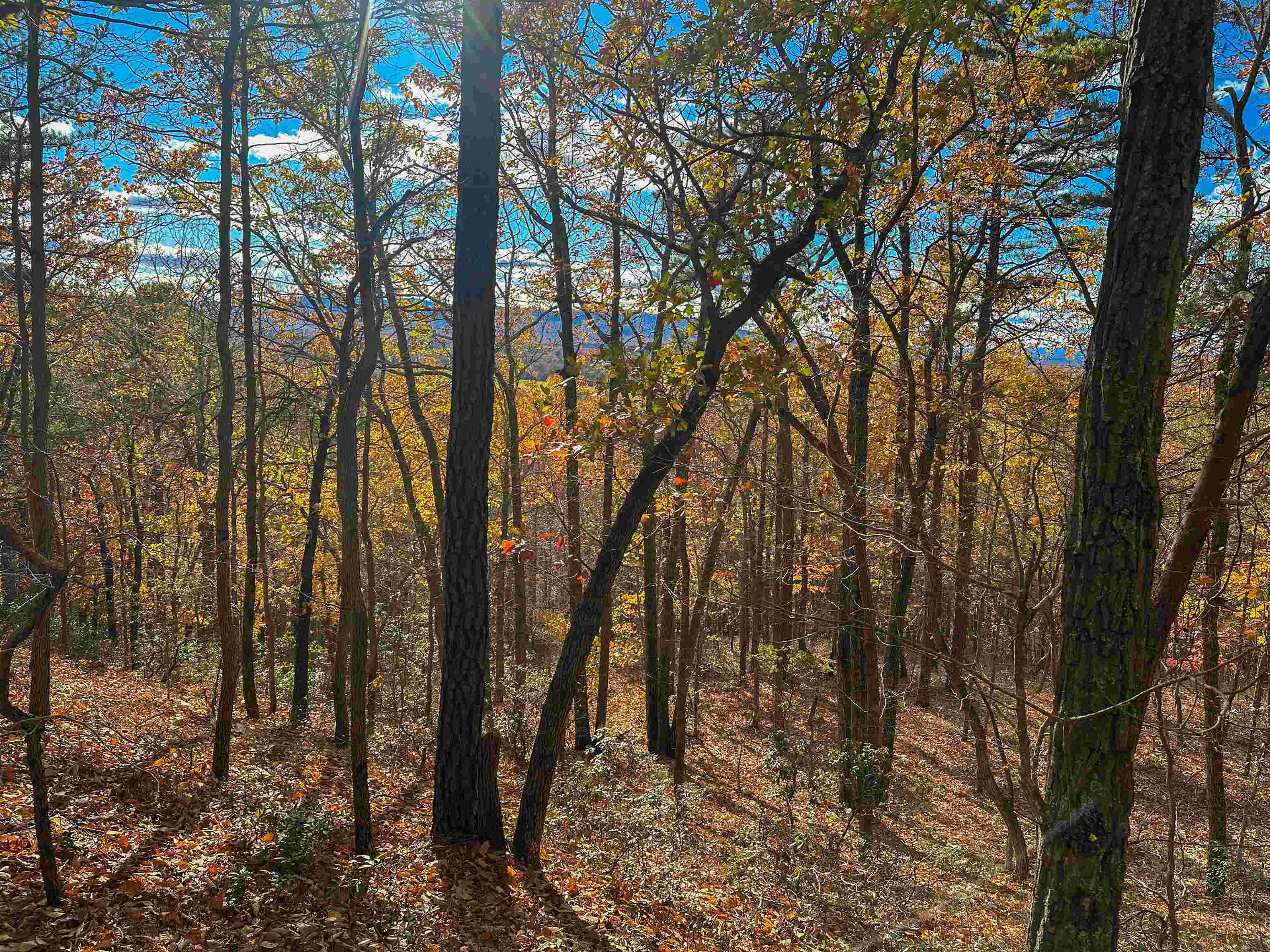 TBD INCH RUN LN, LYNDHURST, Virginia 22952, ,Farm,TBD INCH RUN LN,670638 MLS # 670638