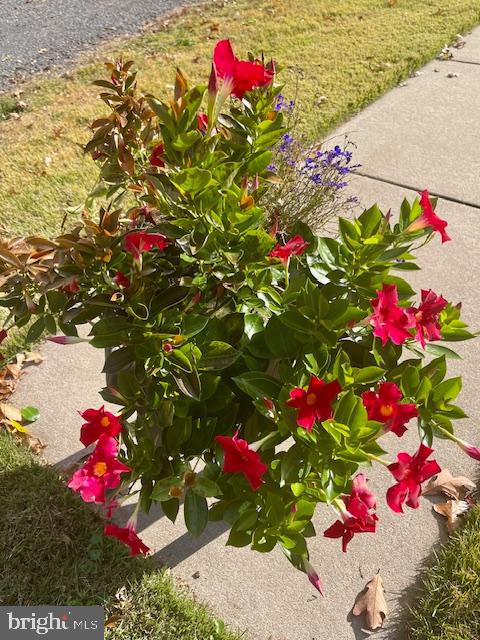 12417 NOKESVILLE RD, NOKESVILLE, Virginia 20181, 5 Bedrooms Bedrooms, ,3 BathroomsBathrooms,Residential,For sale,12417 NOKESVILLE RD,VAPW2107082 MLS # VAPW2107082 12417 NOKESVILLE RD, NOKESVILLE, Virginia 20181, 5 Bedrooms Bedrooms, ,3 BathroomsBathrooms,Residential,For sale,12417 NOKESVILLE RD,VAPW2107082 MLS # VAPW2107082