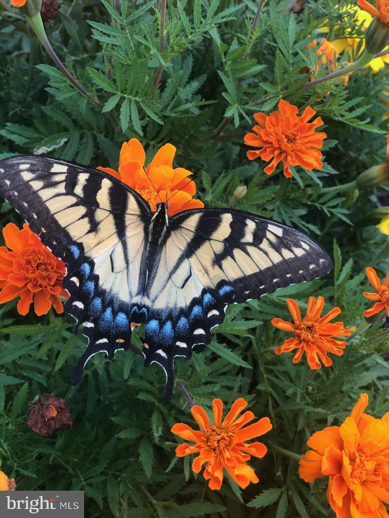 40925 ARCADIAN POND CT, ALDIE, Virginia 20105, 5 Bedrooms Bedrooms, ,4 BathroomsBathrooms,Residential,For sale,40925 ARCADIAN POND CT,VALO2109354 MLS # VALO2109354