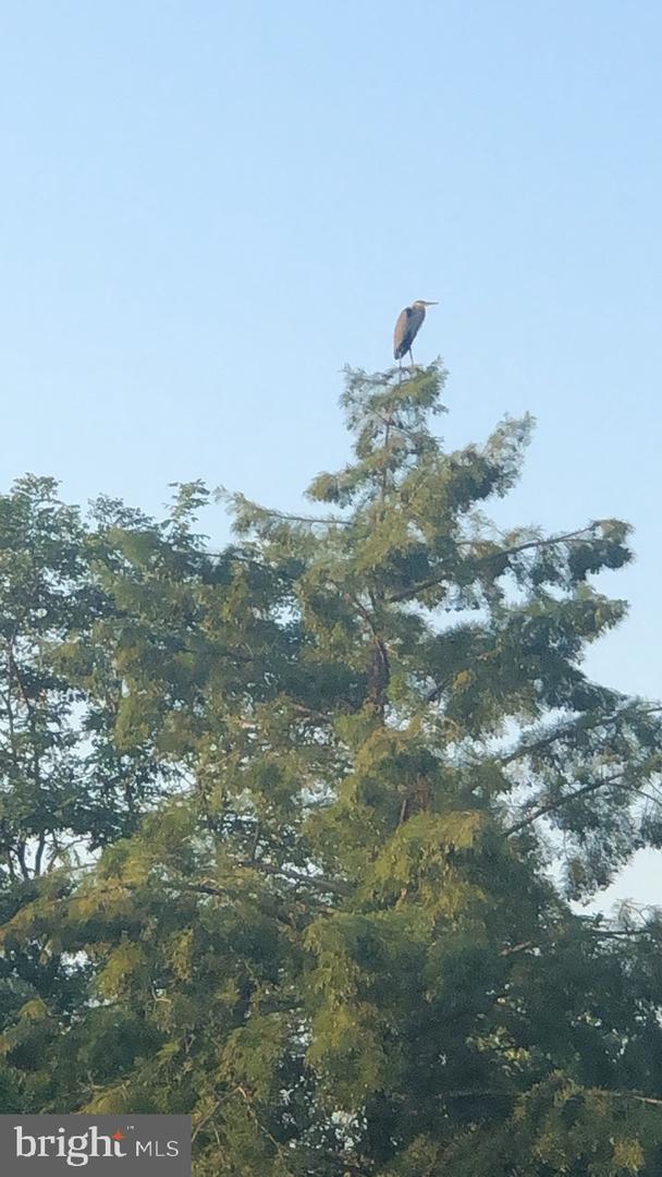 40925 ARCADIAN POND CT, ALDIE, Virginia 20105, 5 Bedrooms Bedrooms, ,4 BathroomsBathrooms,Residential,For sale,40925 ARCADIAN POND CT,VALO2109354 MLS # VALO2109354