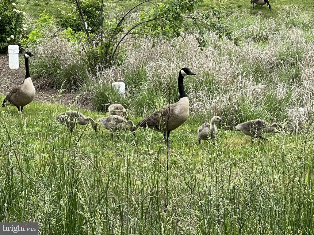 40925 ARCADIAN POND CT, ALDIE, Virginia 20105, 5 Bedrooms Bedrooms, ,4 BathroomsBathrooms,Residential,For sale,40925 ARCADIAN POND CT,VALO2109354 MLS # VALO2109354