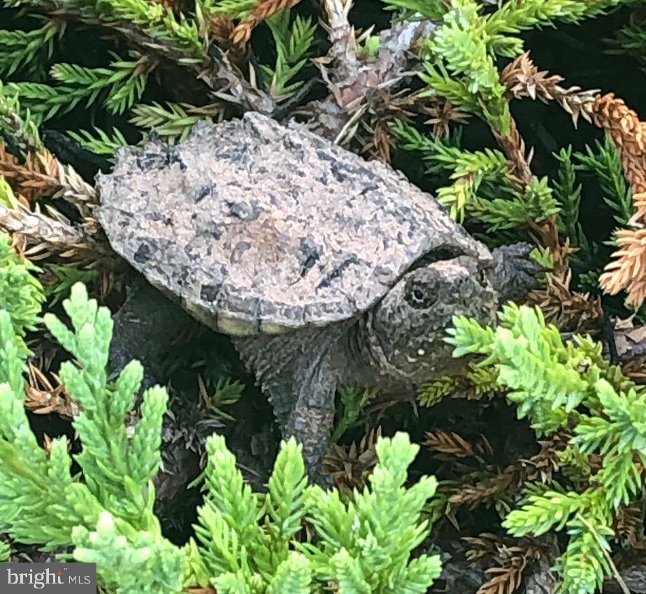 40925 ARCADIAN POND CT, ALDIE, Virginia 20105, 5 Bedrooms Bedrooms, ,4 BathroomsBathrooms,Residential,For sale,40925 ARCADIAN POND CT,VALO2109354 MLS # VALO2109354