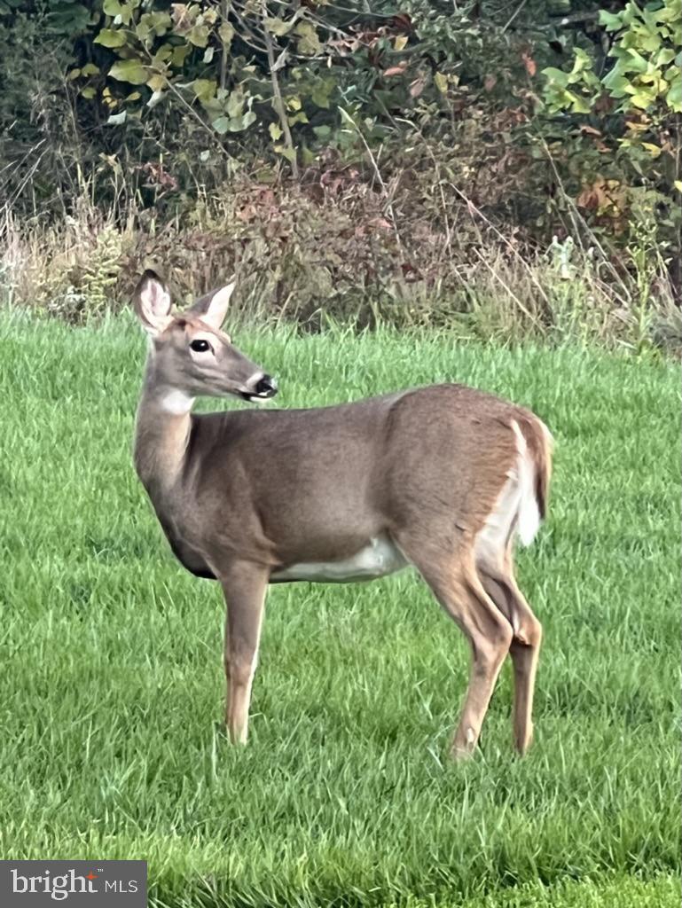 40925 ARCADIAN POND CT, ALDIE, Virginia 20105, 5 Bedrooms Bedrooms, ,4 BathroomsBathrooms,Residential,For sale,40925 ARCADIAN POND CT,VALO2109354 MLS # VALO2109354