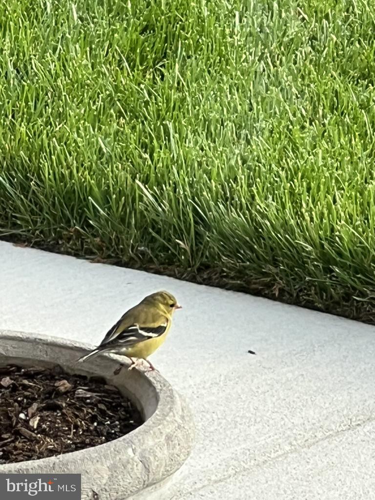 40925 ARCADIAN POND CT, ALDIE, Virginia 20105, 5 Bedrooms Bedrooms, ,4 BathroomsBathrooms,Residential,For sale,40925 ARCADIAN POND CT,VALO2109354 MLS # VALO2109354