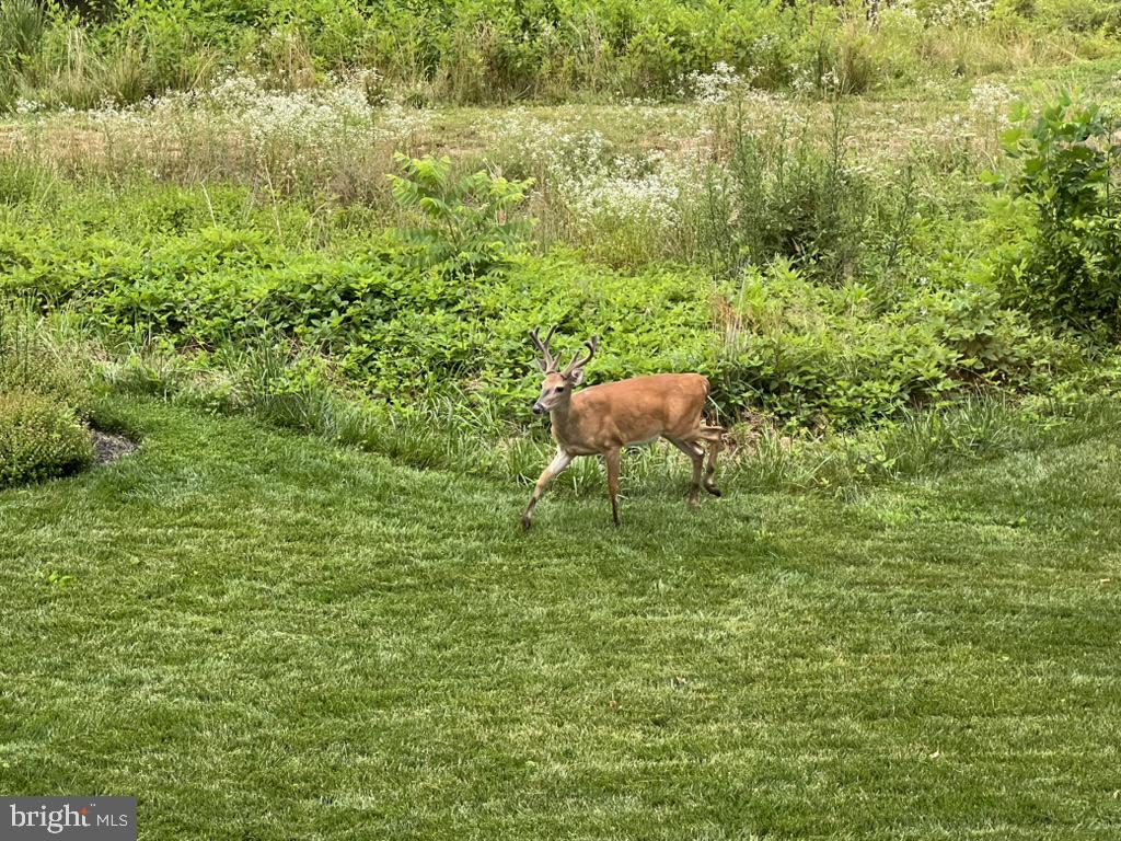 40925 ARCADIAN POND CT, ALDIE, Virginia 20105, 5 Bedrooms Bedrooms, ,4 BathroomsBathrooms,Residential,For sale,40925 ARCADIAN POND CT,VALO2109354 MLS # VALO2109354